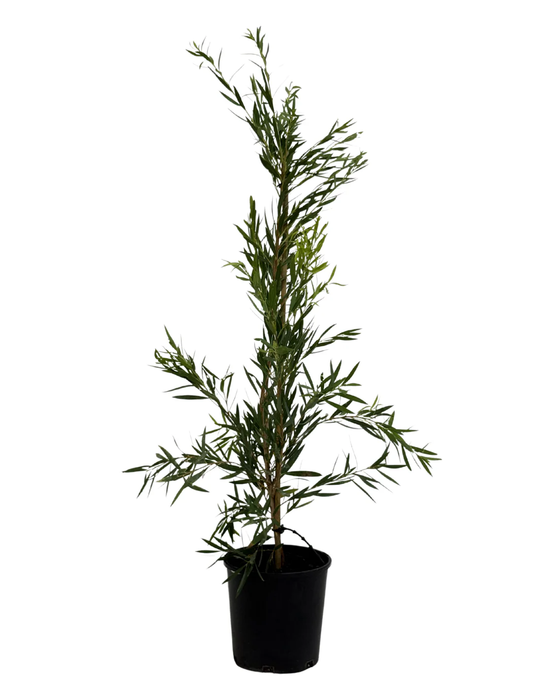 Callistemon Wilderness White
