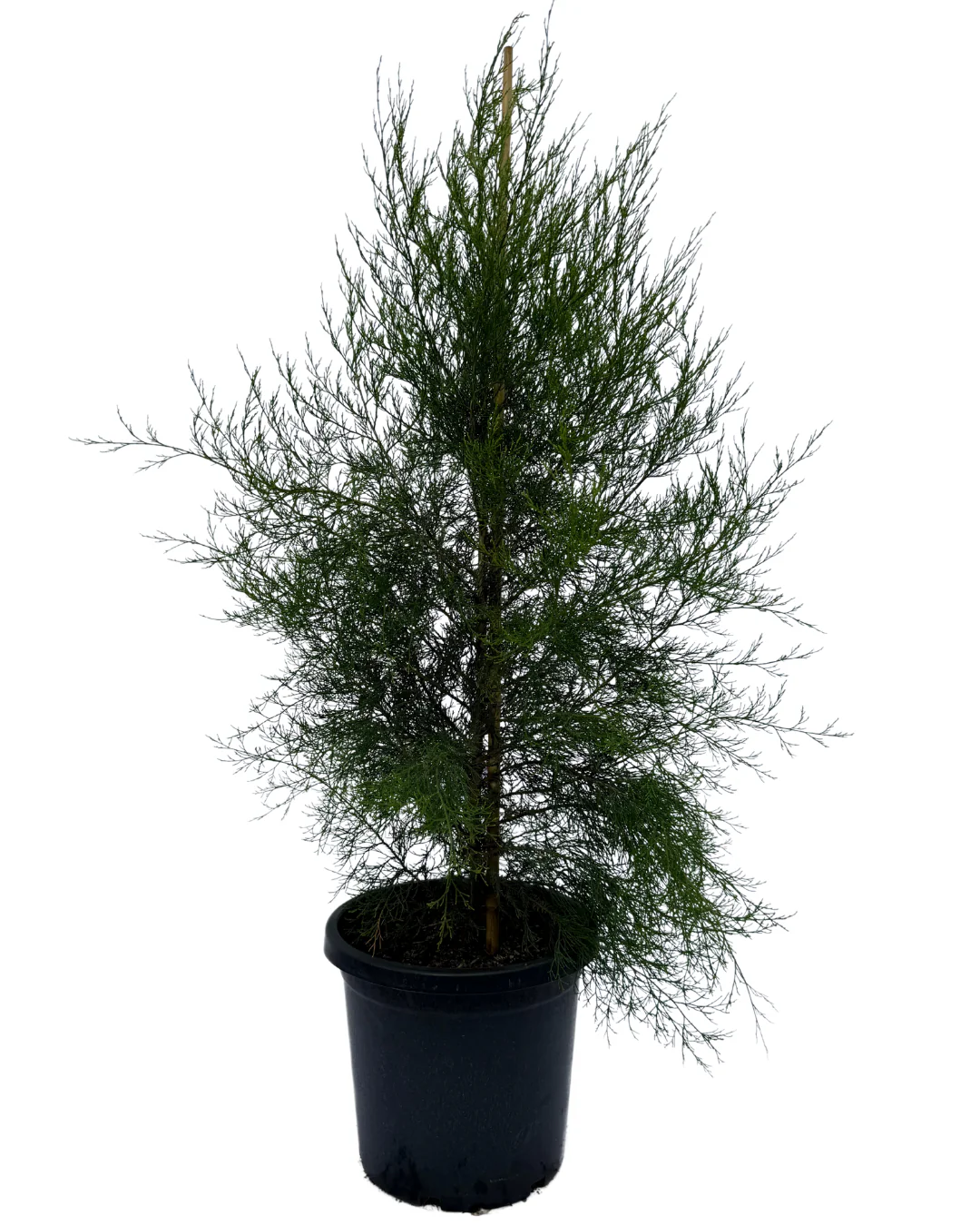 Callitris Preissii