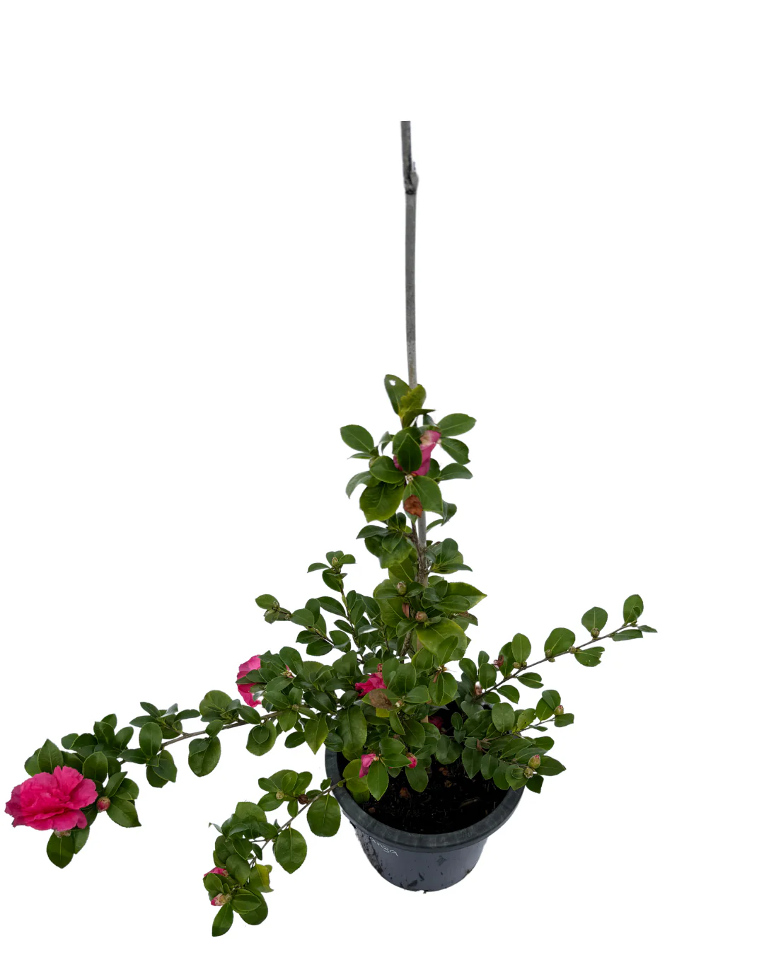 Camellia Bonanza - Image 2