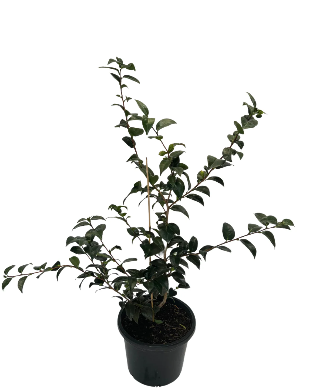 Camellia Hybrid Volunteer - Image 2