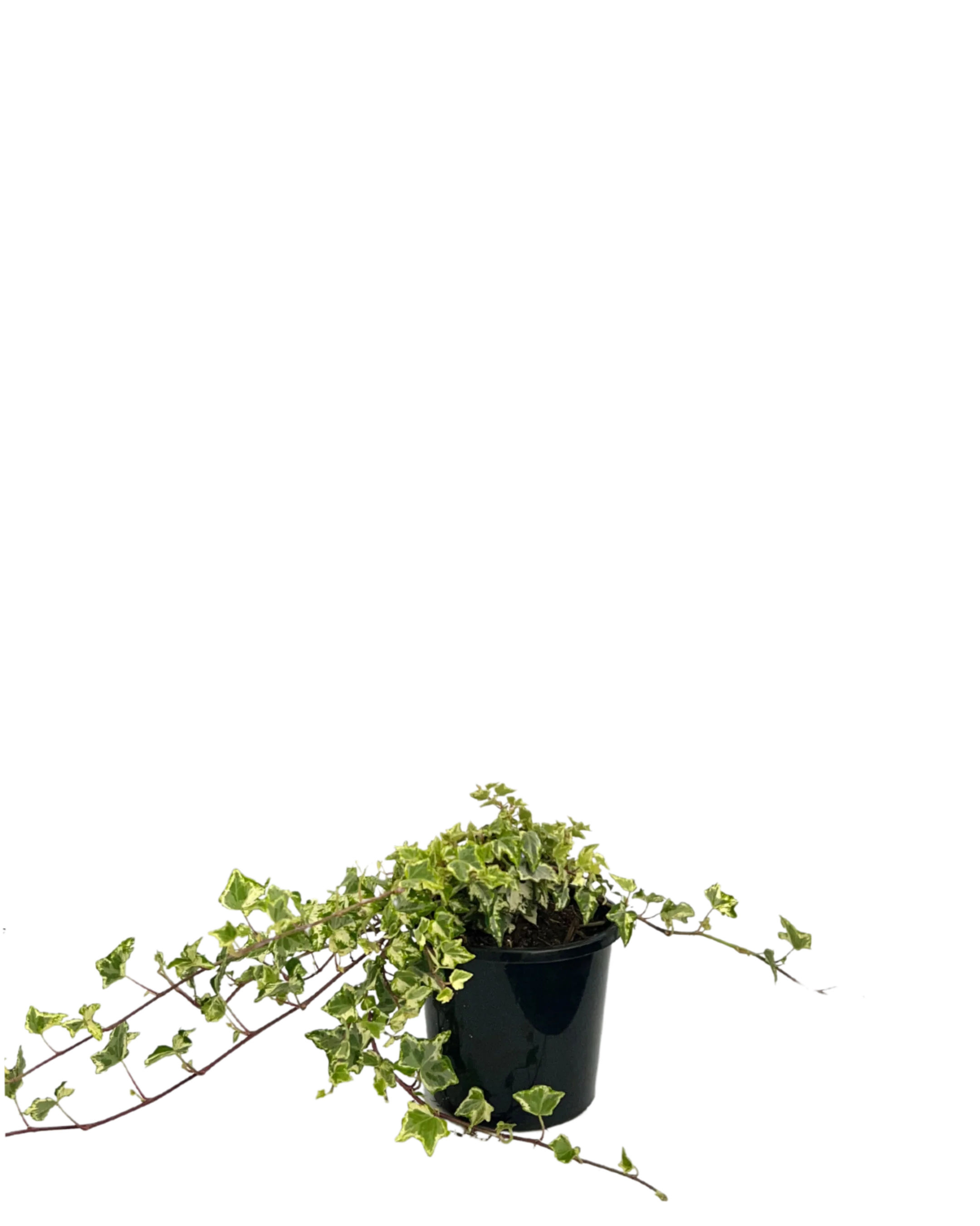 Camouflage Ivy - Hedera Camouflage
