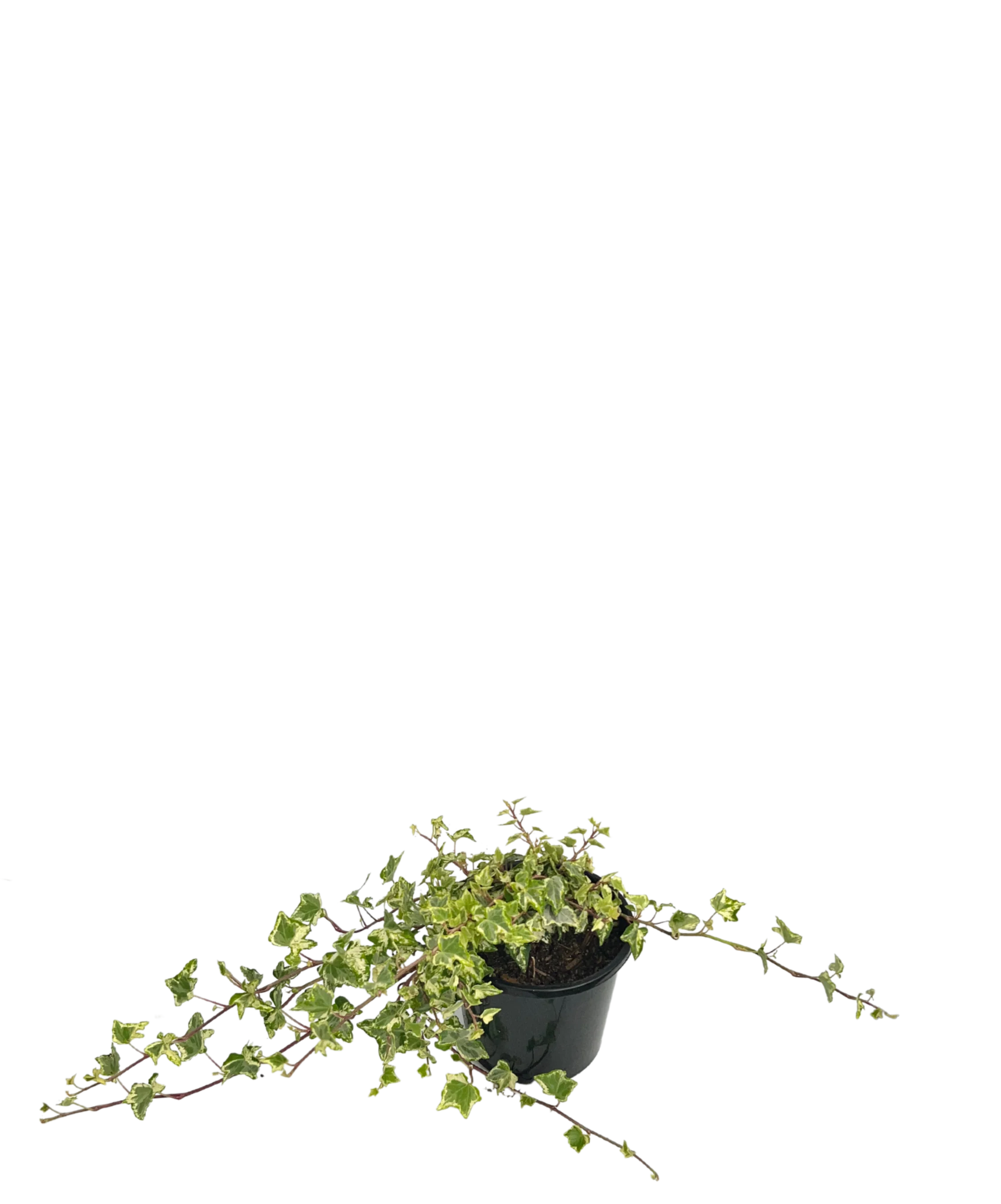 Camouflage Ivy - Hedera Camouflage - Image 2