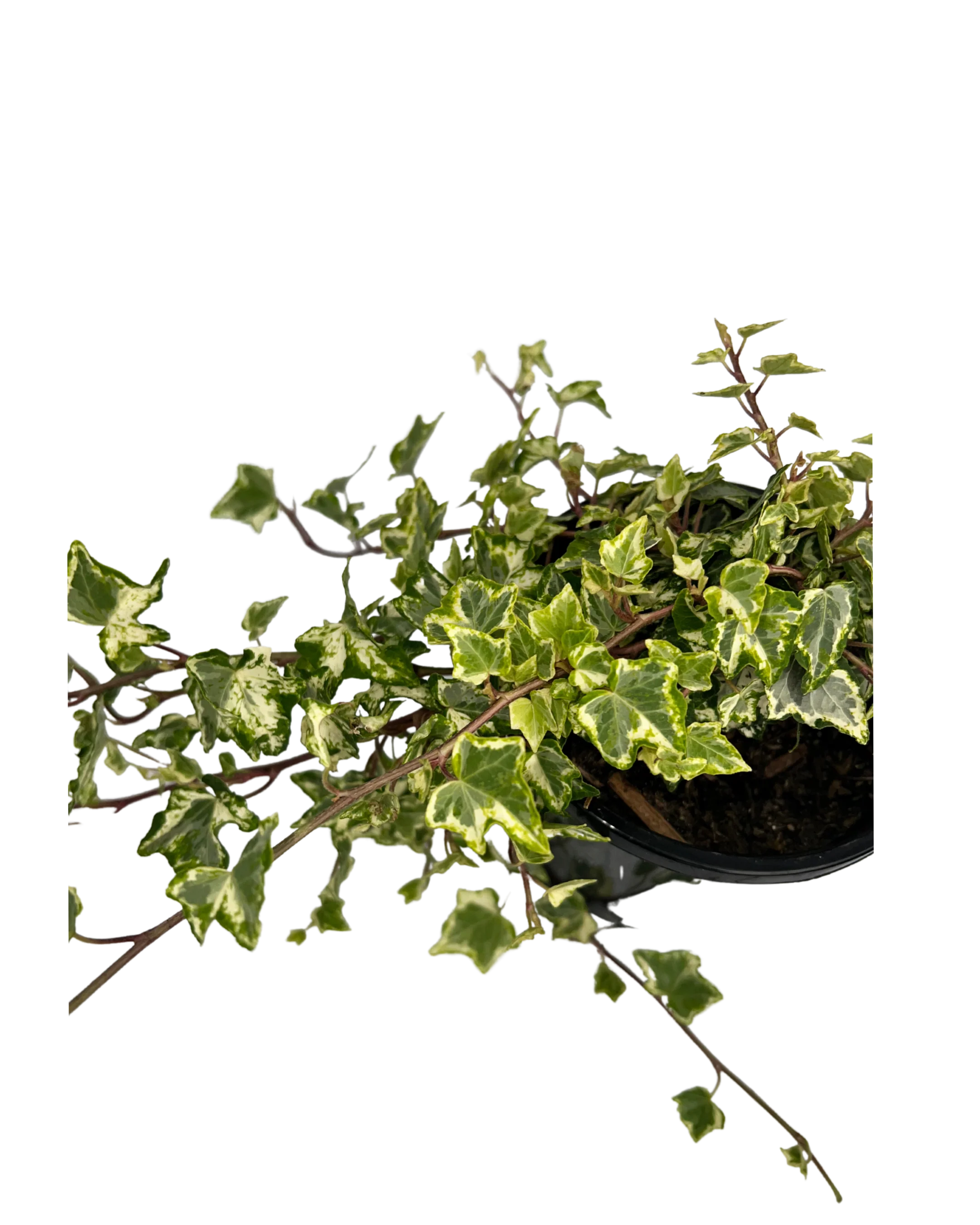 Camouflage Ivy - Hedera Camouflage - Image 3