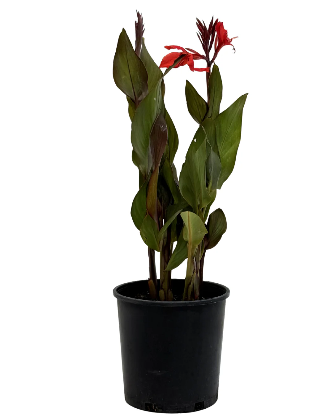 Canna Scarlet
