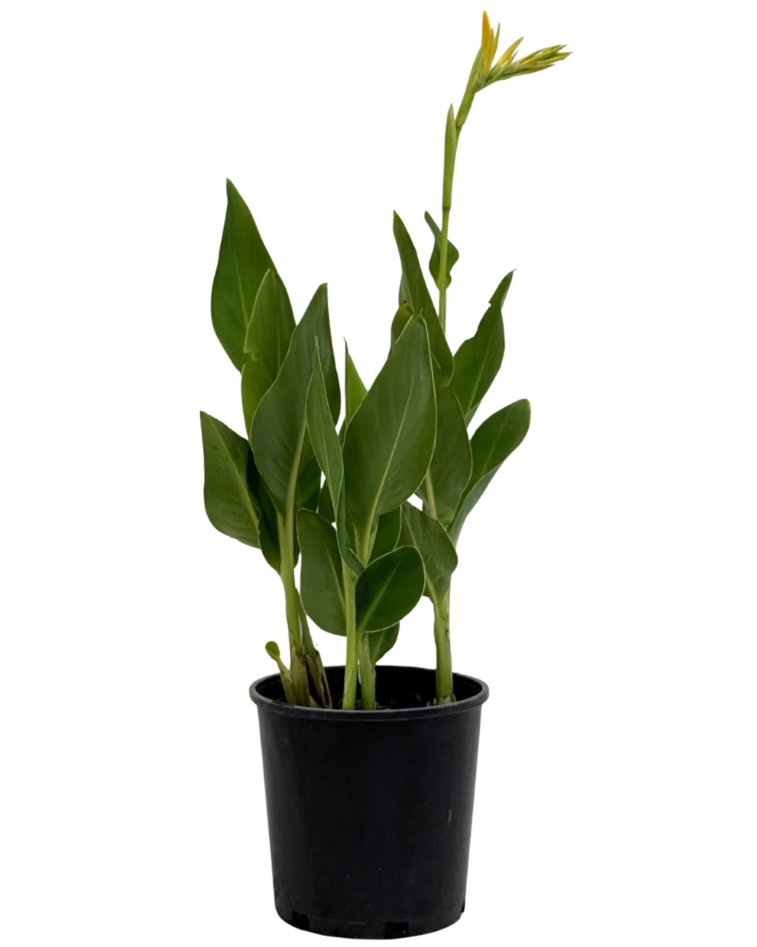 Canna Yellow