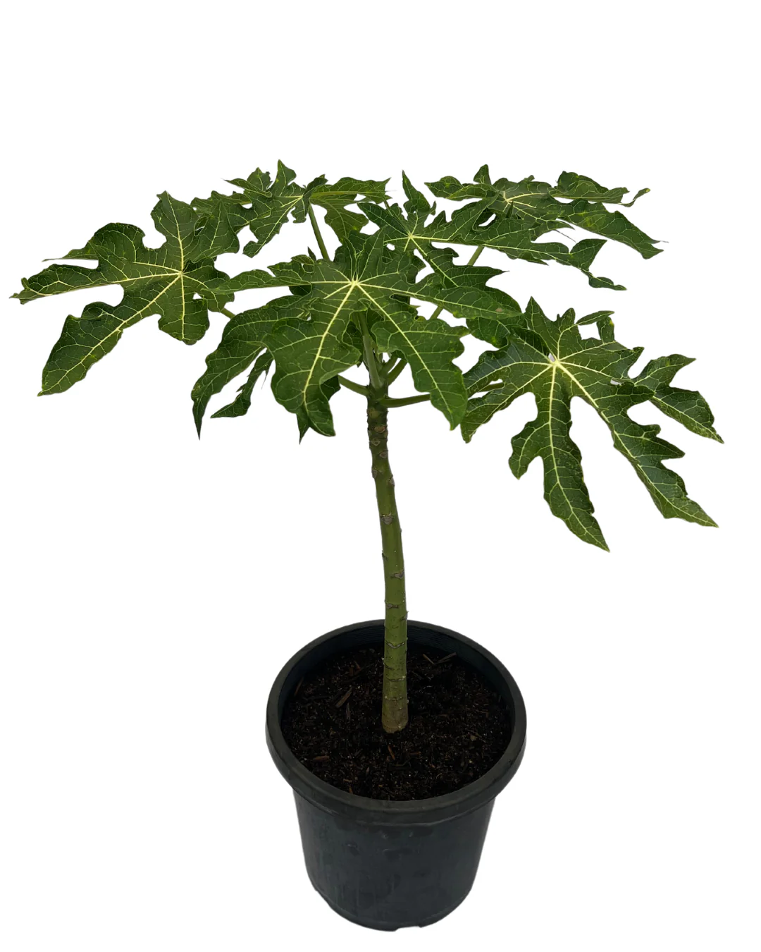 Carica Dwarf Red Lady Paw Paw - Image 2