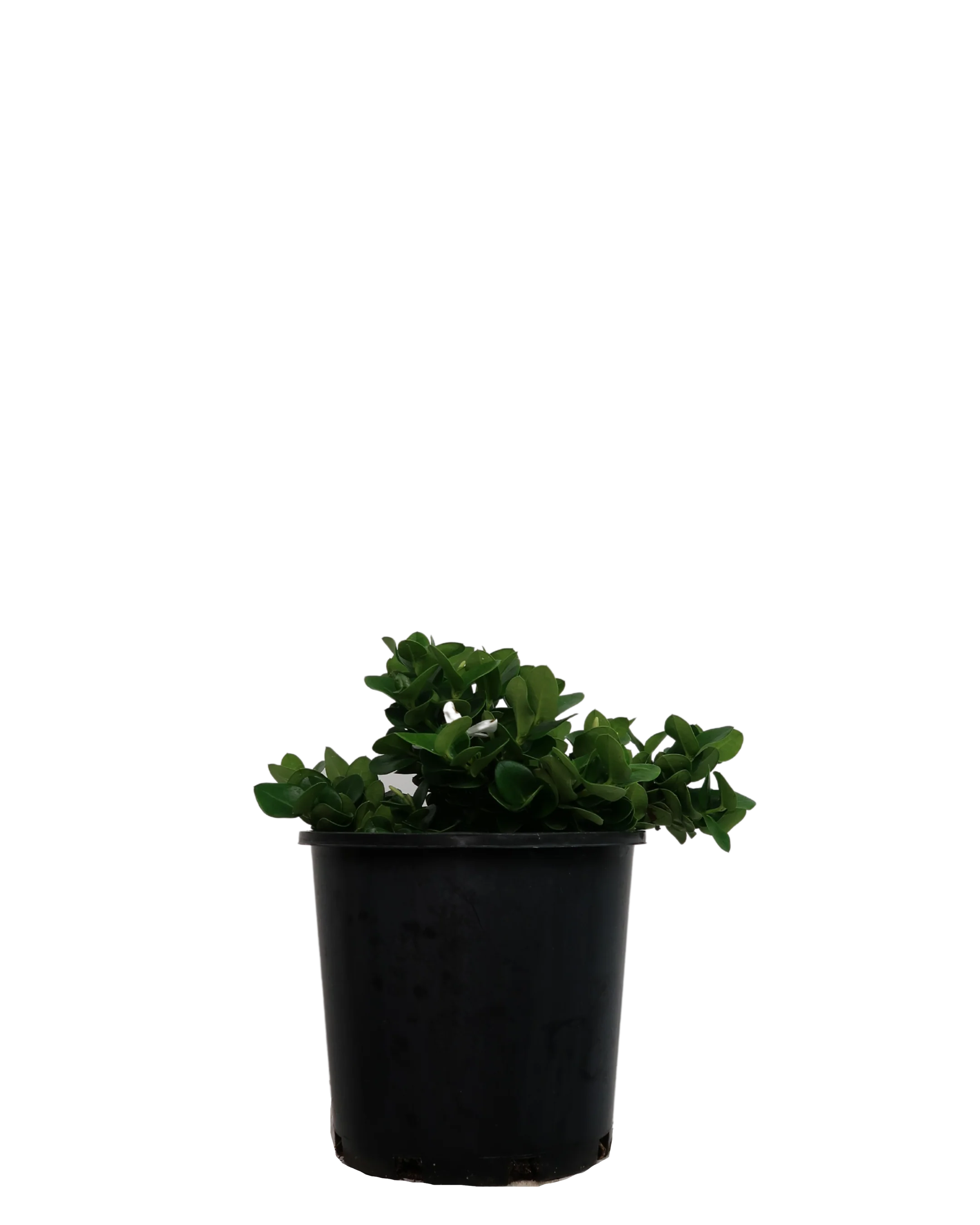 Carissa Desert Star