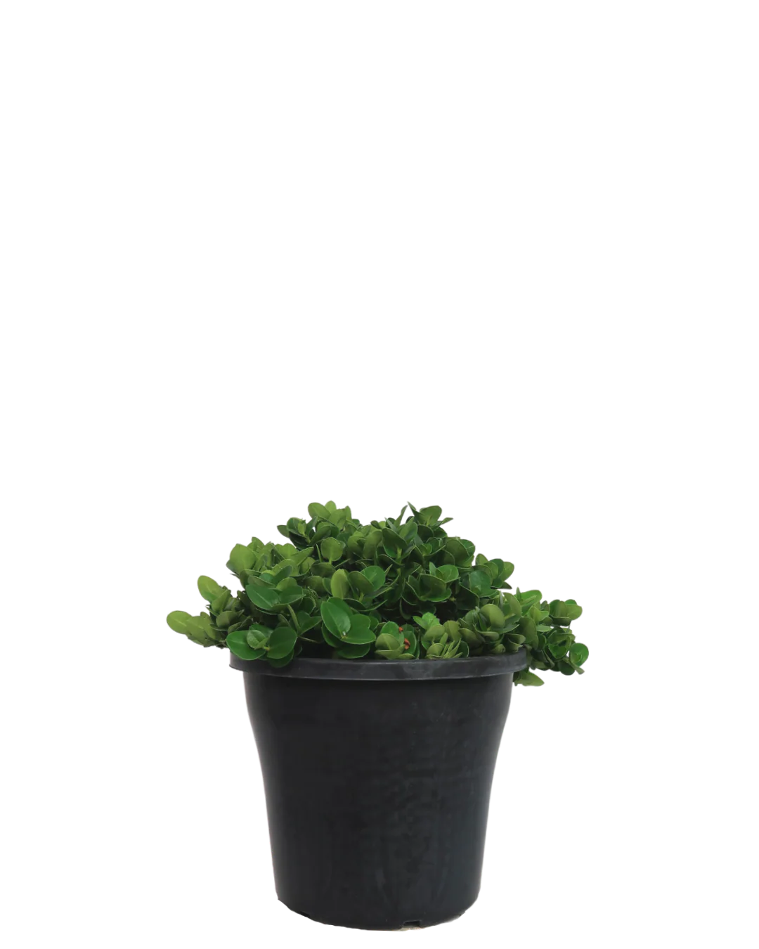 Carissa Desert Star