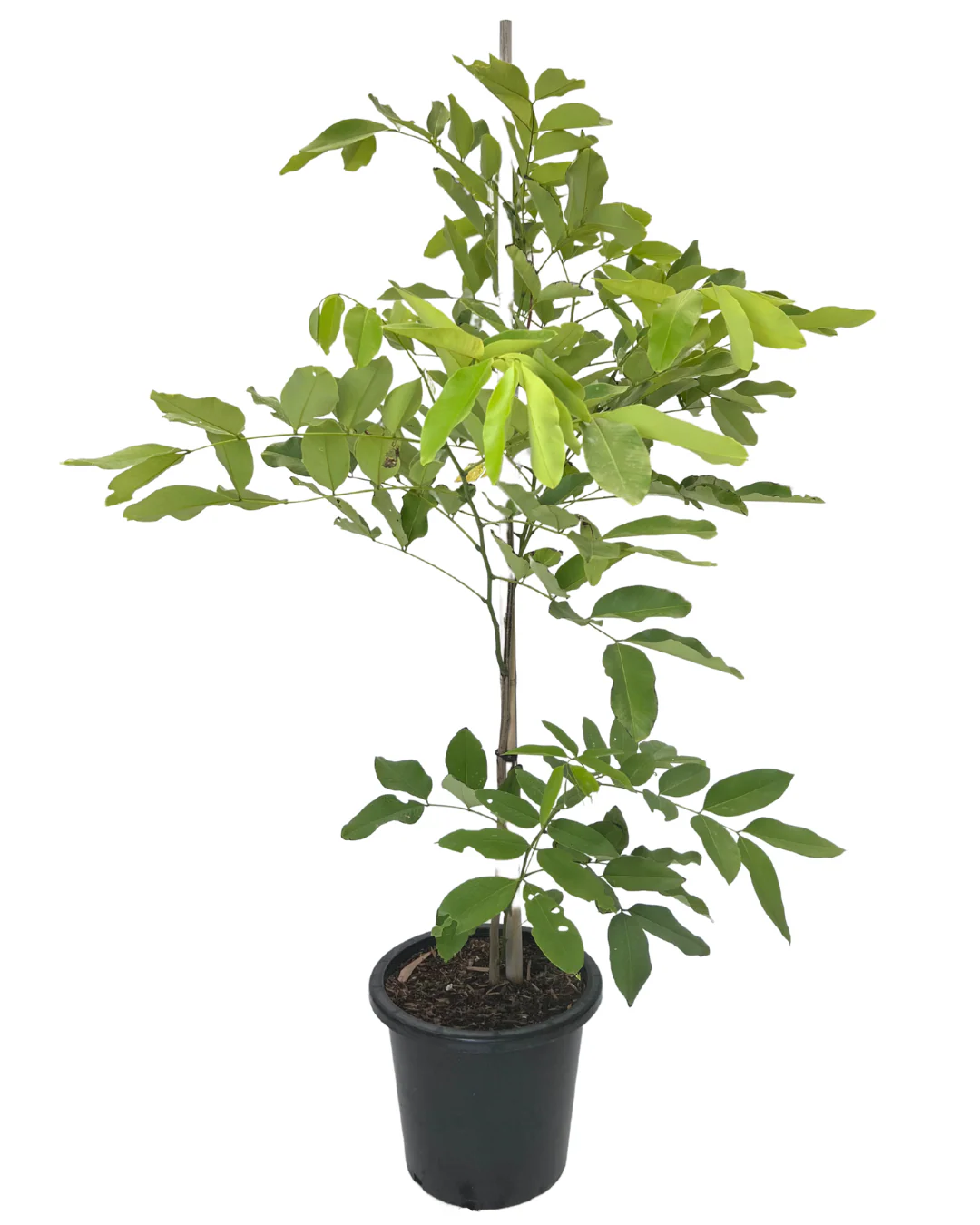Cassia Fistula