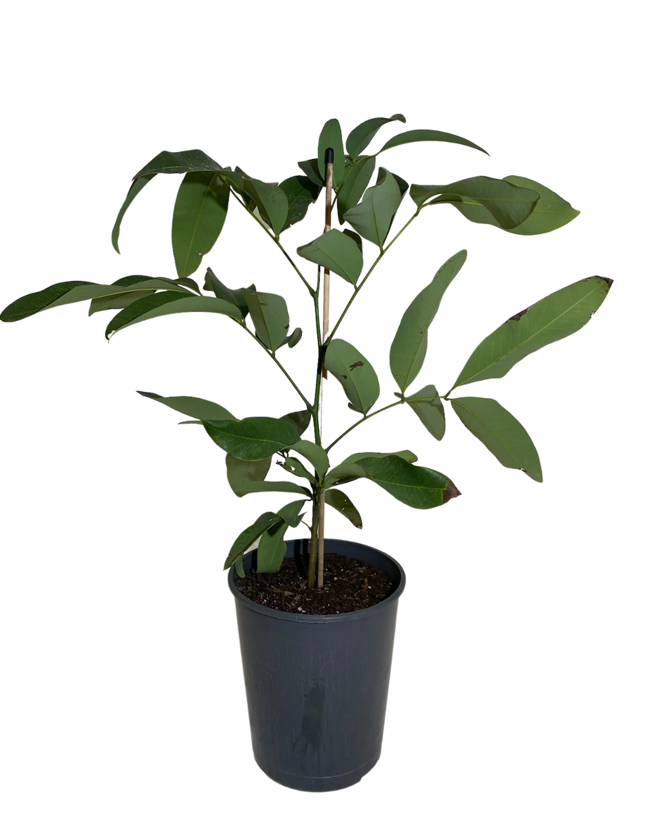Cassia Fistula