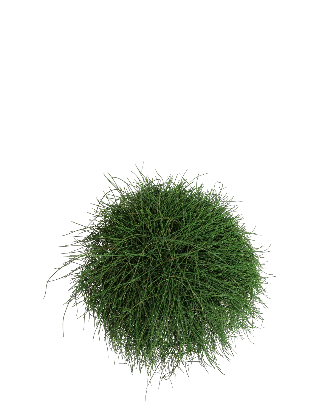 Casuarina Cousin It - Image 2