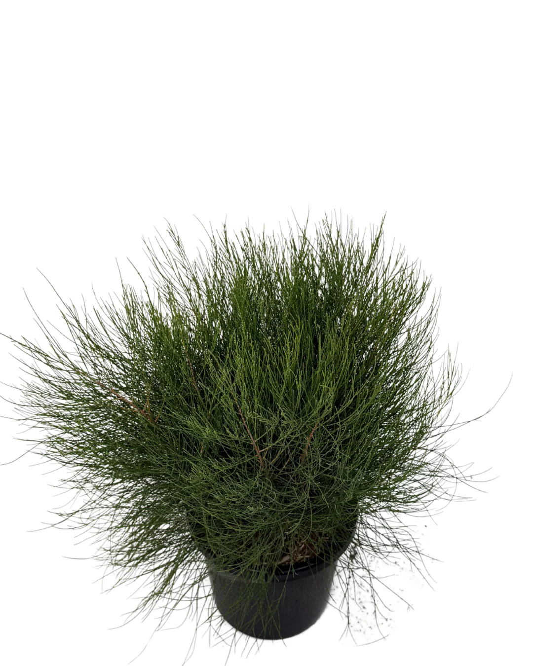 Casuarina Green Wave - Image 2