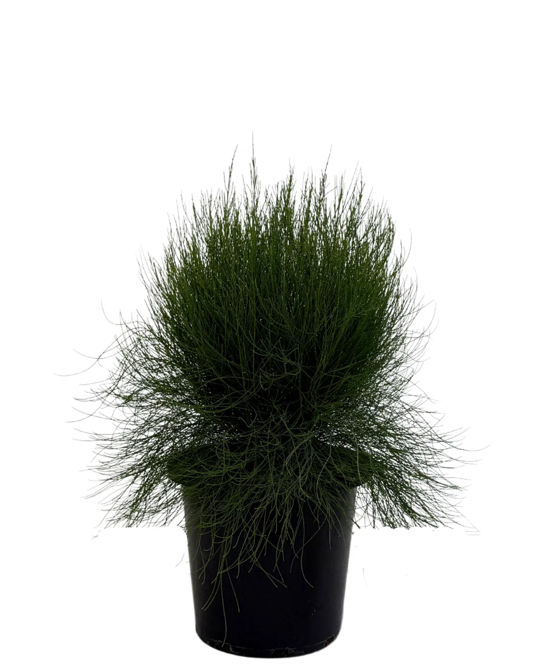 Casuarina Green Wave