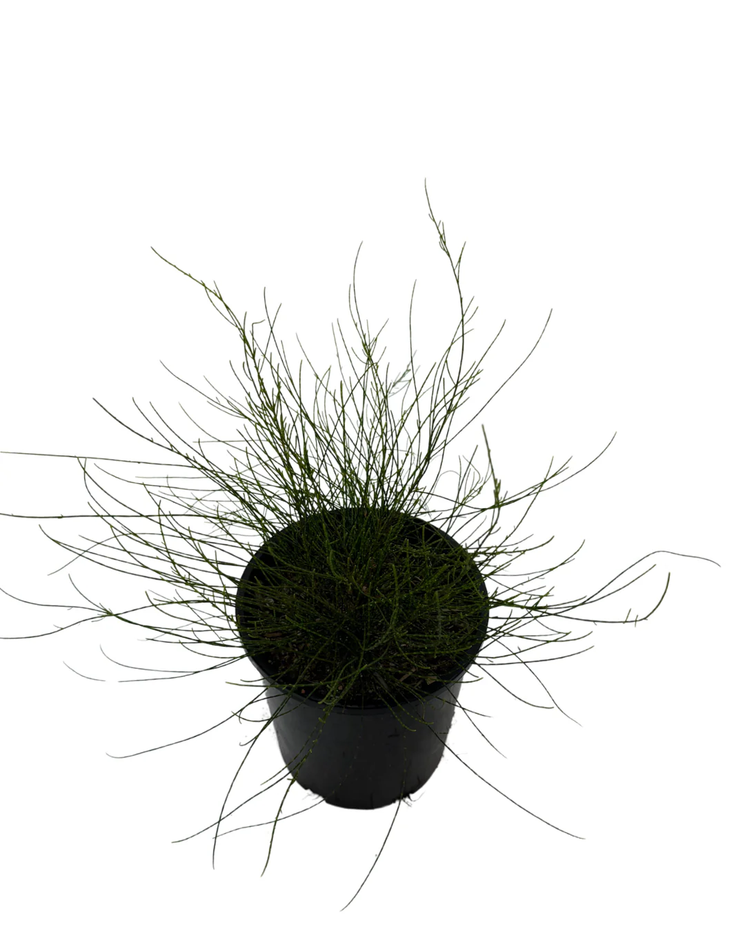 Casuarina Green Wave - Image 2