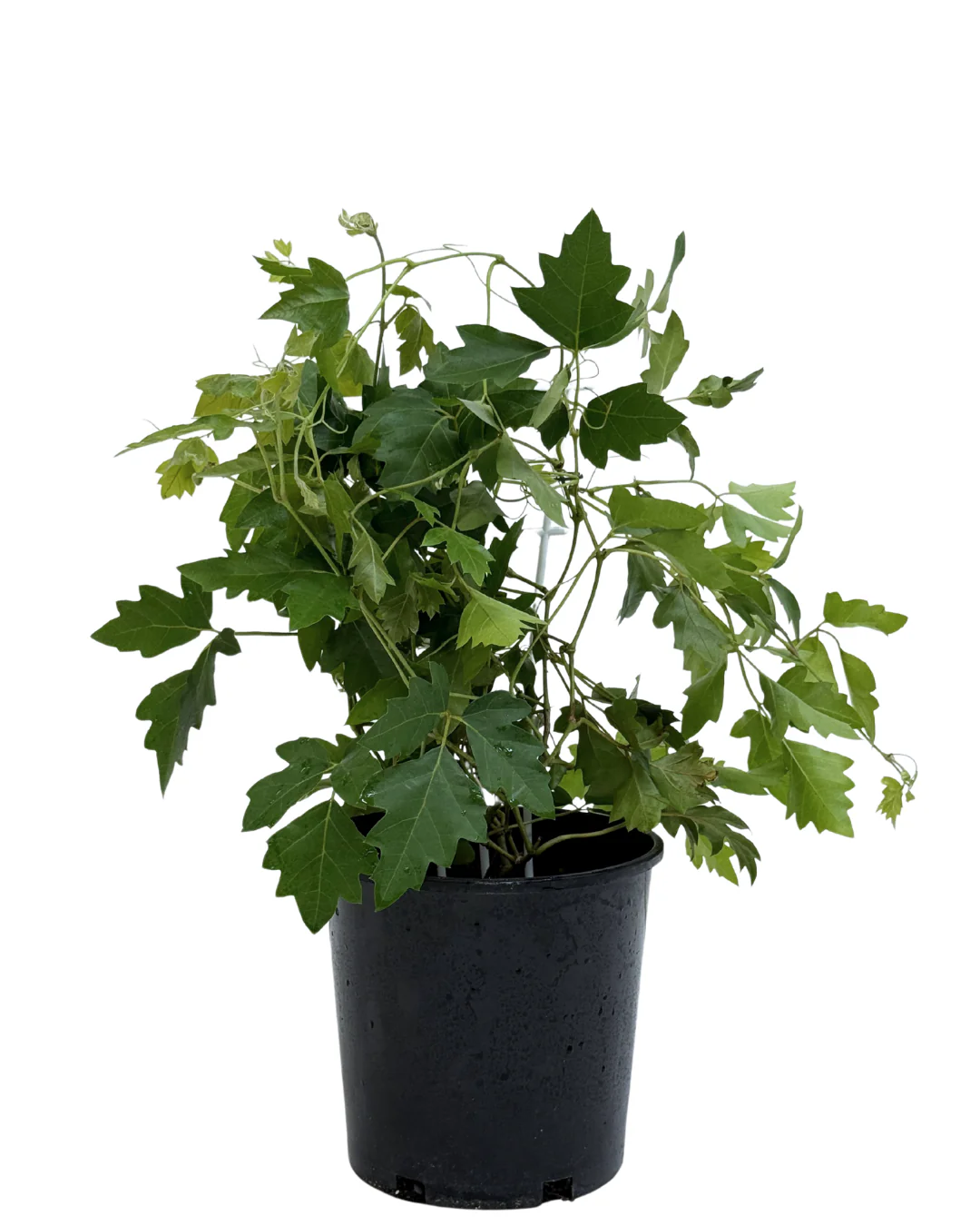 Cissus Ellen Danica