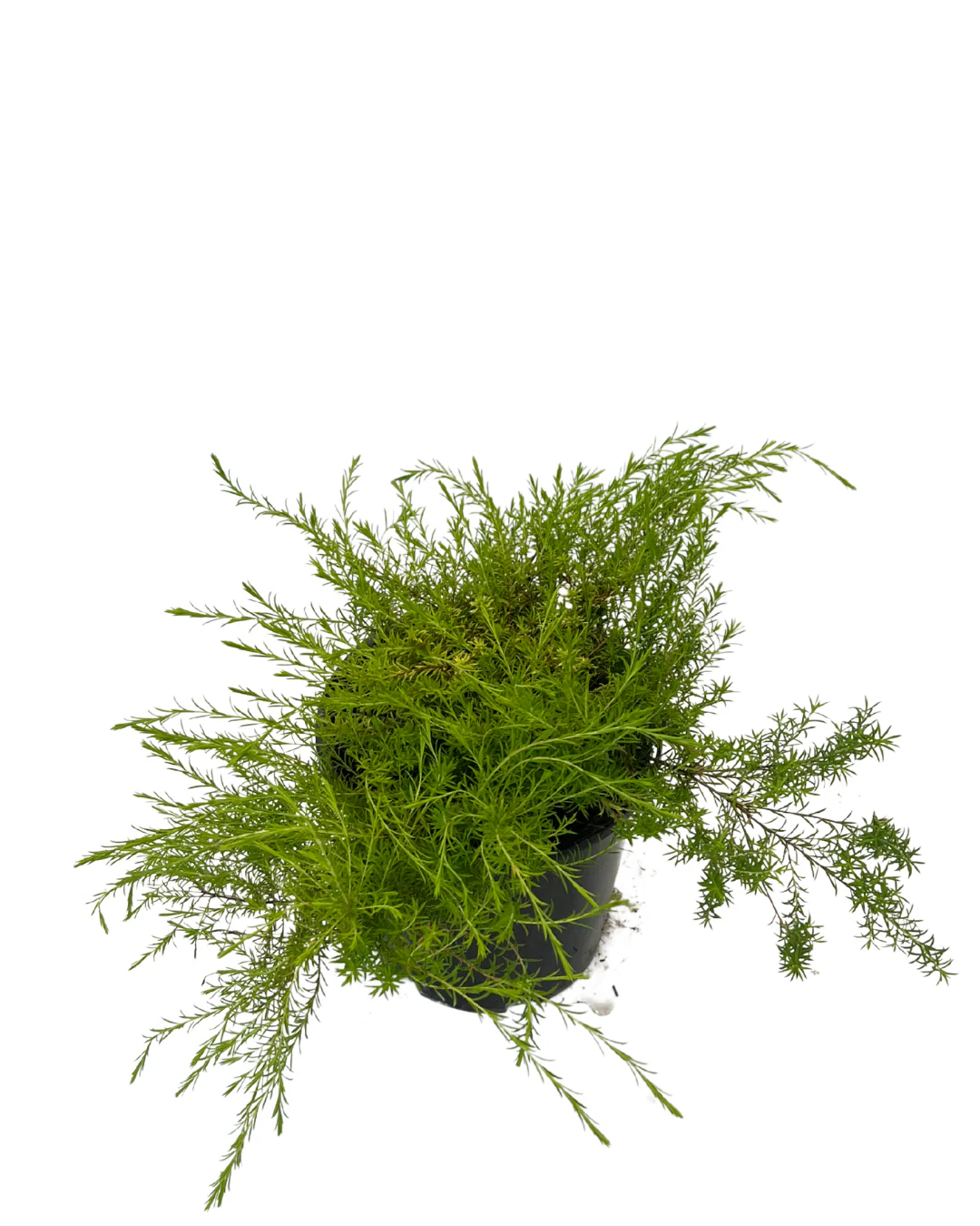 Coleonema Aureum - Image 2