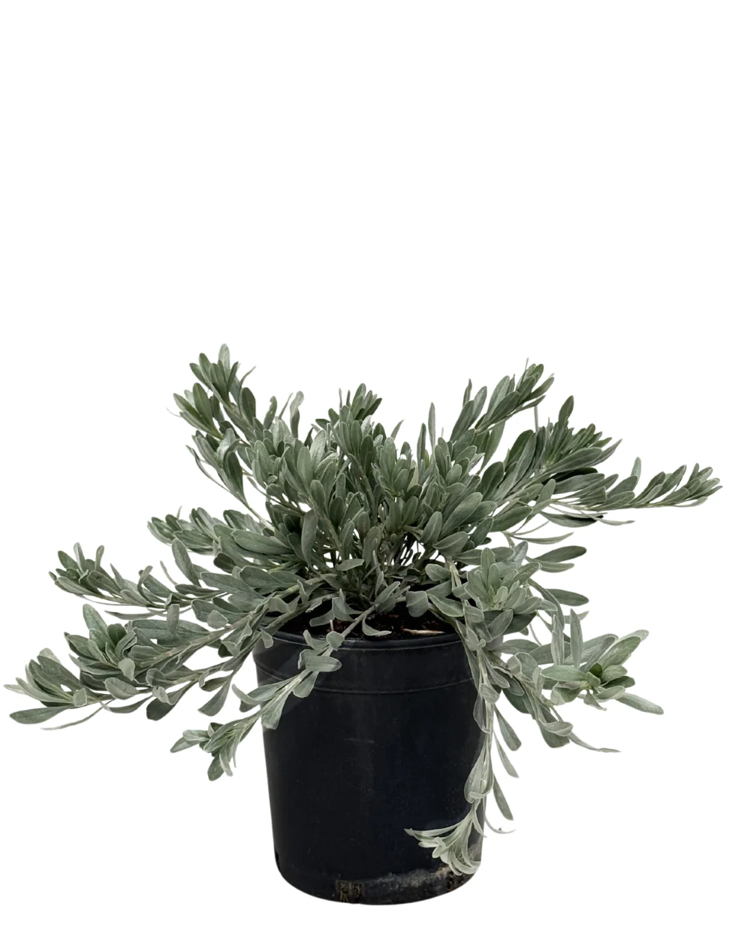 Convolvulus Cneorum