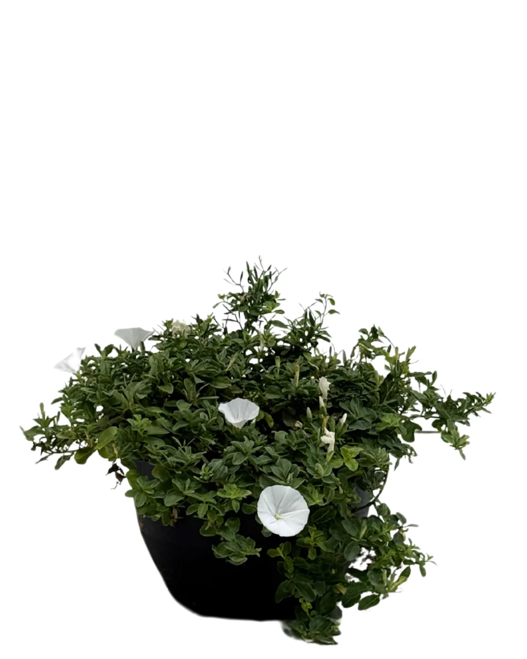Convolvulus Prime White - Hanging Basket