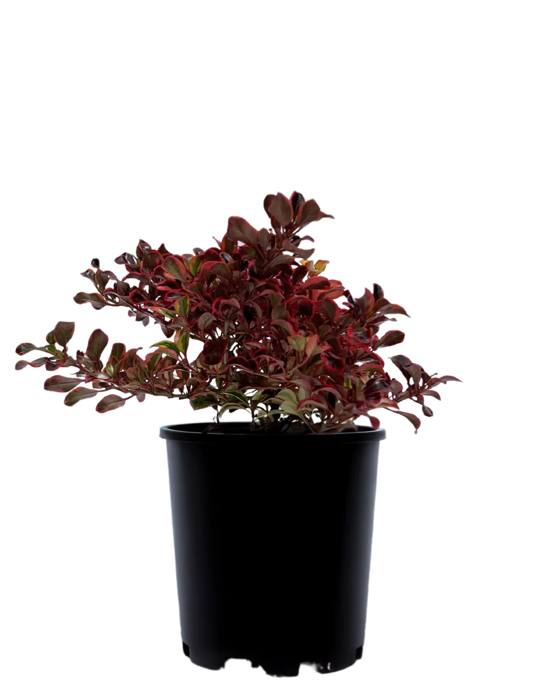 Coprosma Ignite