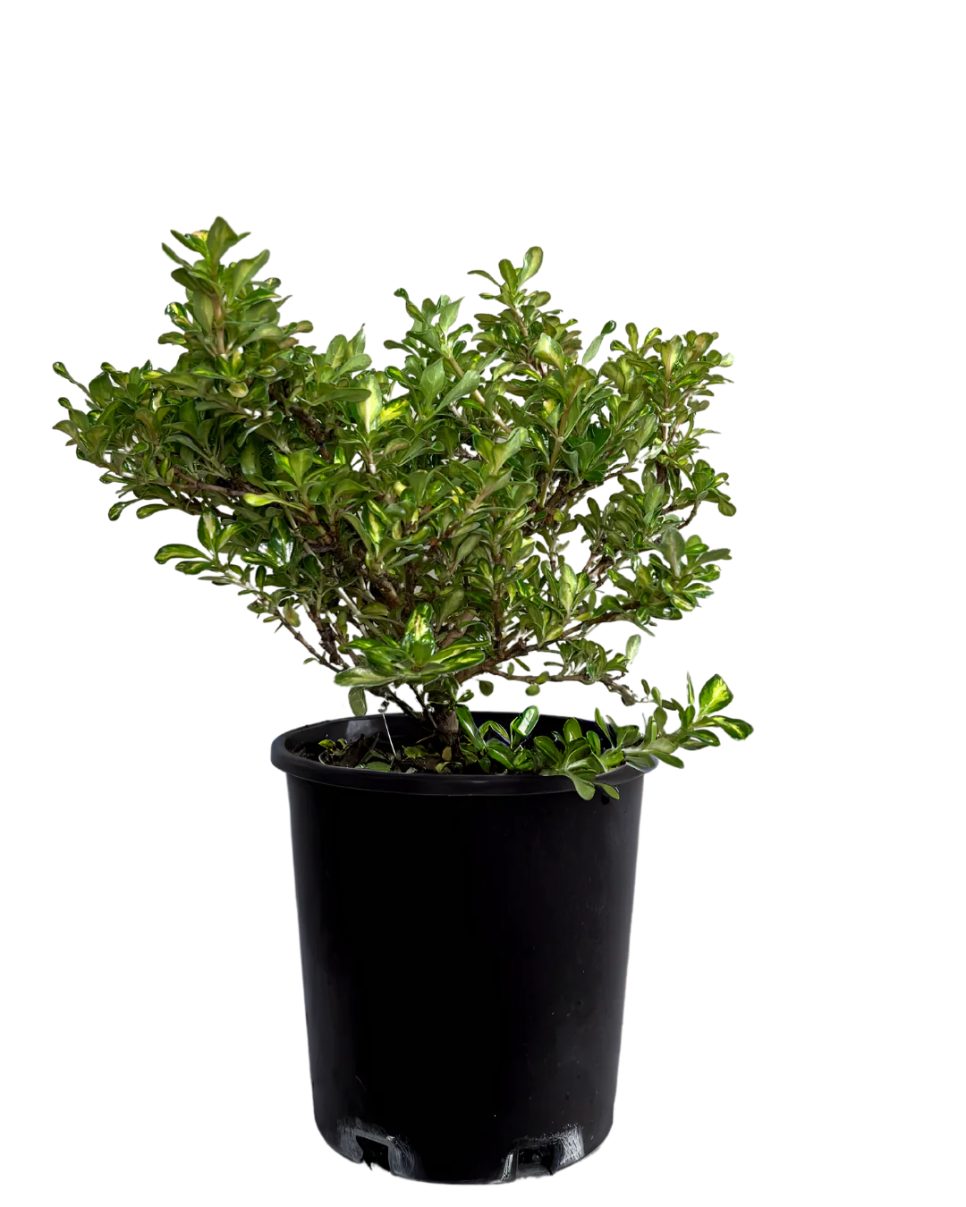 Coprosma Lemon Lime