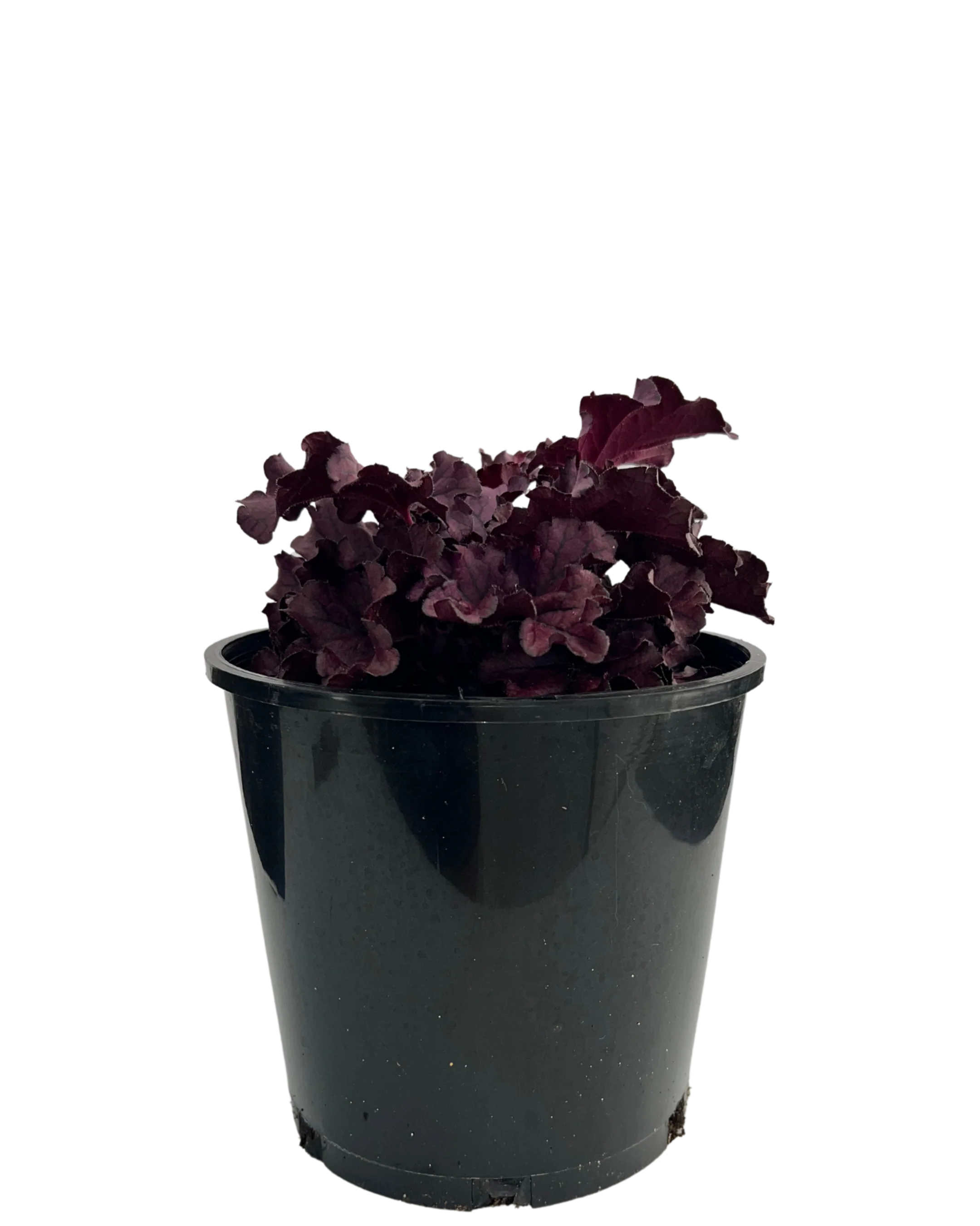 Coral Bells - Heuchera Forever Purple