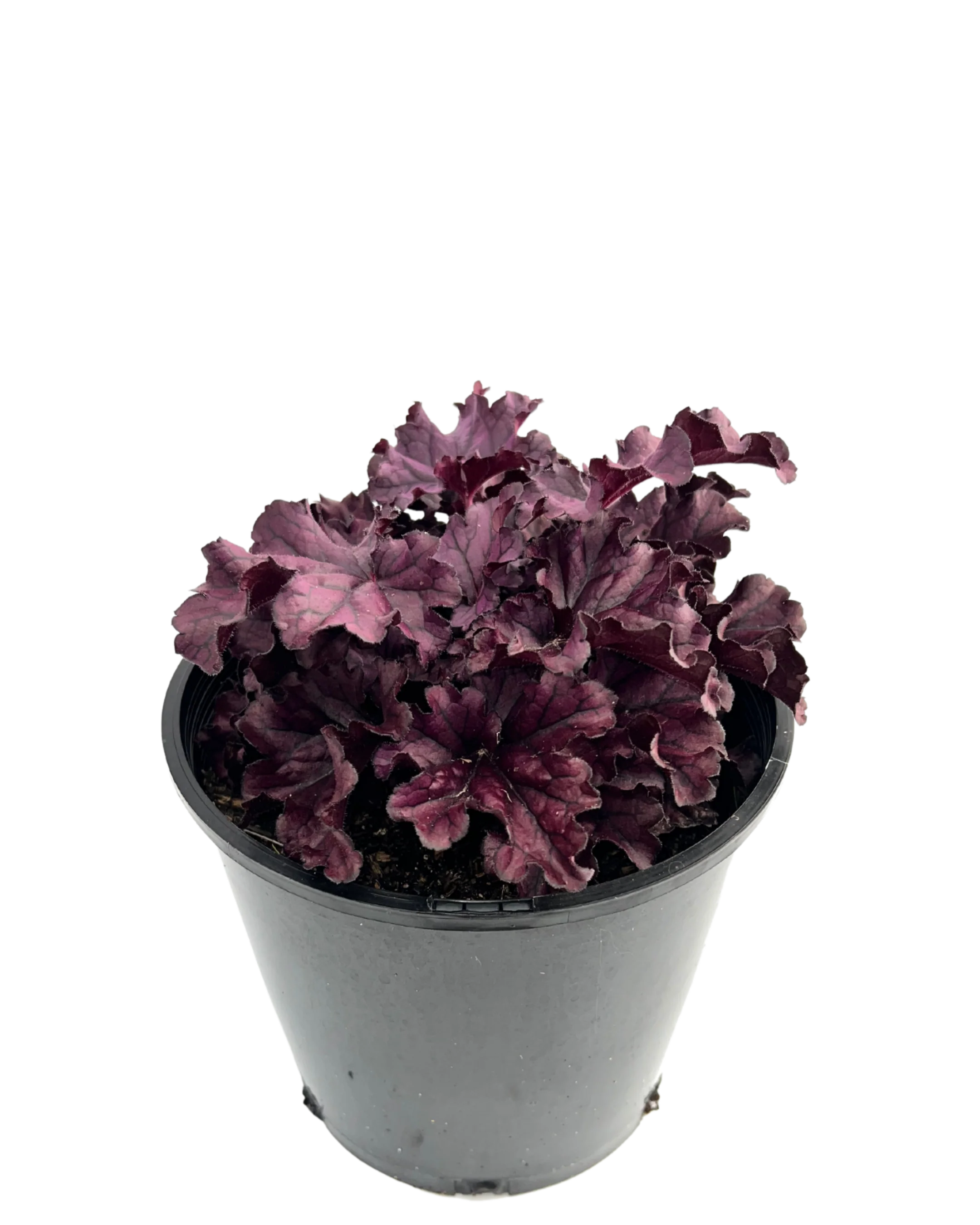 Coral Bells - Heuchera Forever Purple - Image 2