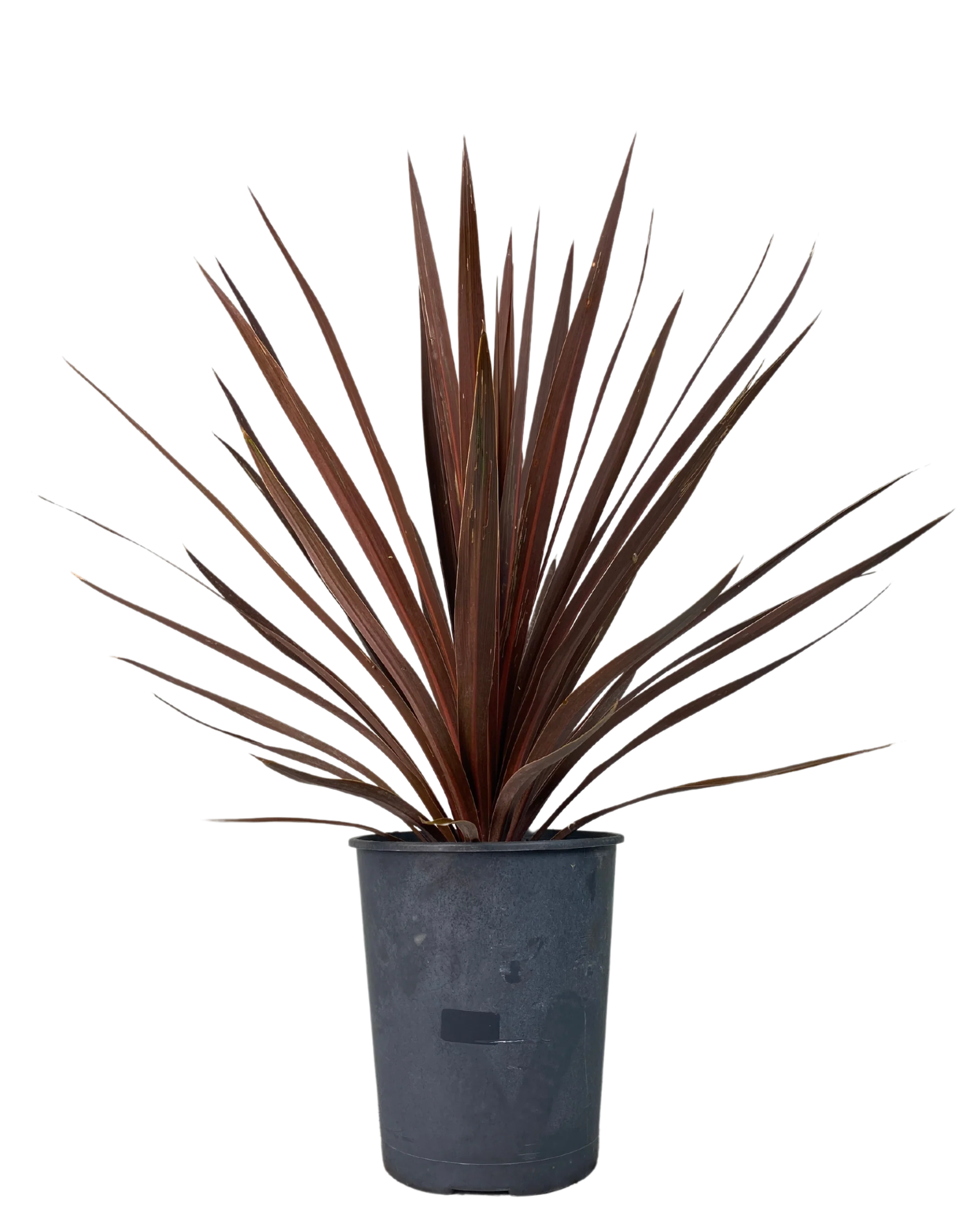 Cordyline Australis Red Star