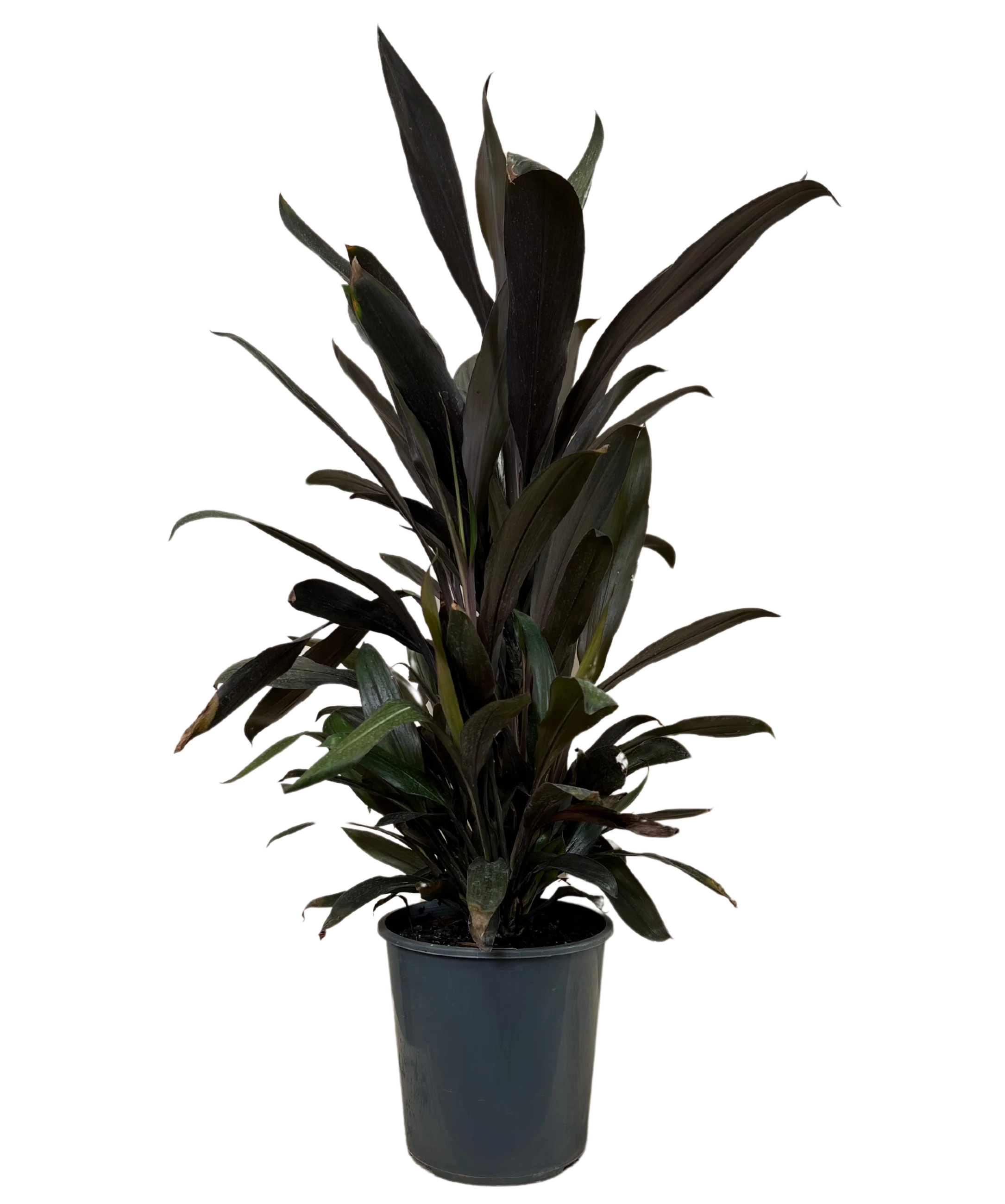 Cordyline Caruba Black