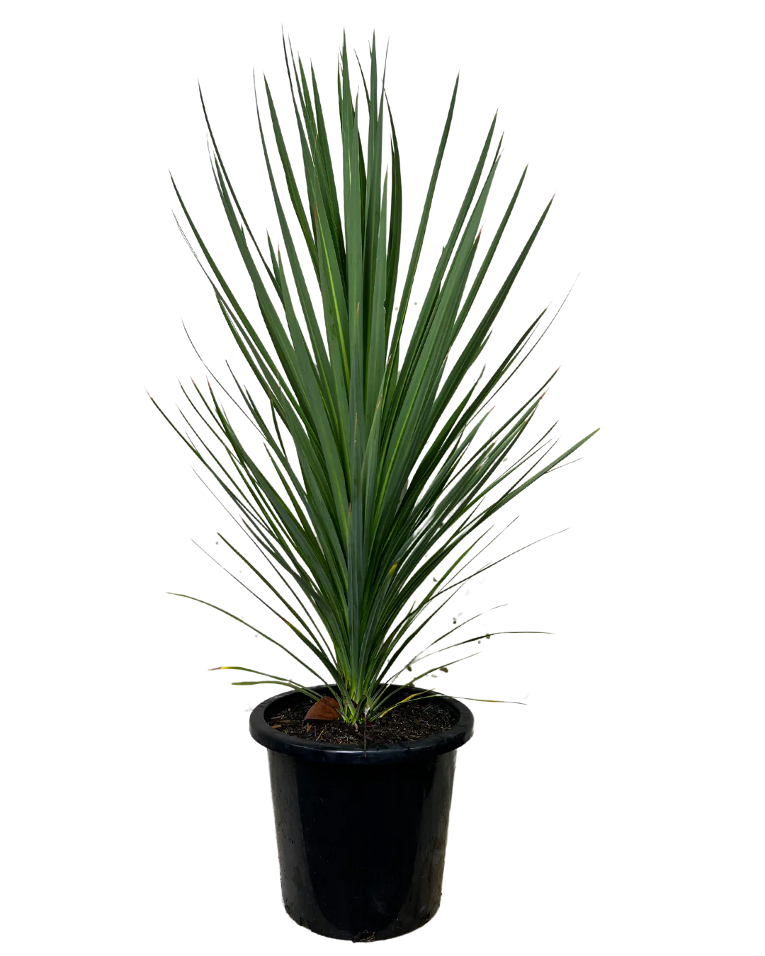 Cordyline Kasper Green