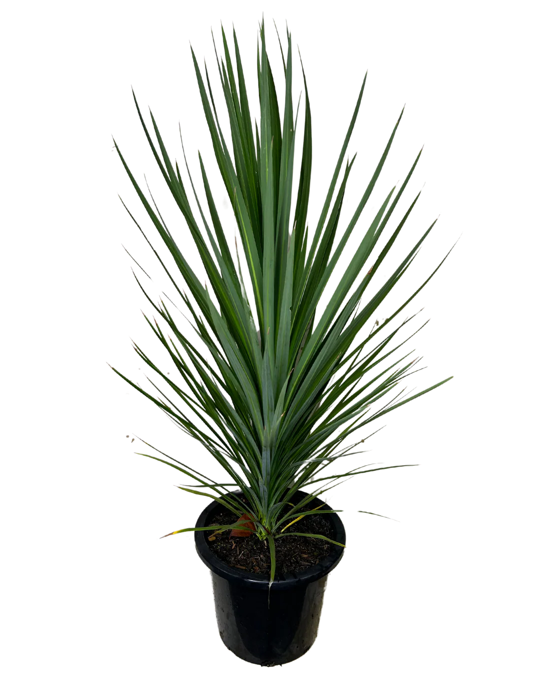 Cordyline Kasper Green - Image 2