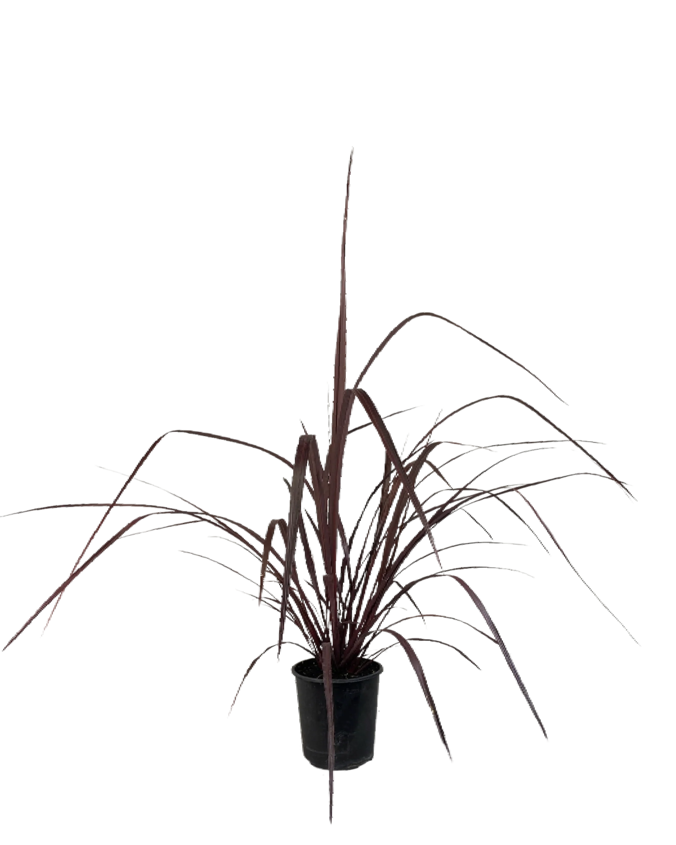 Cordyline Red Fountain