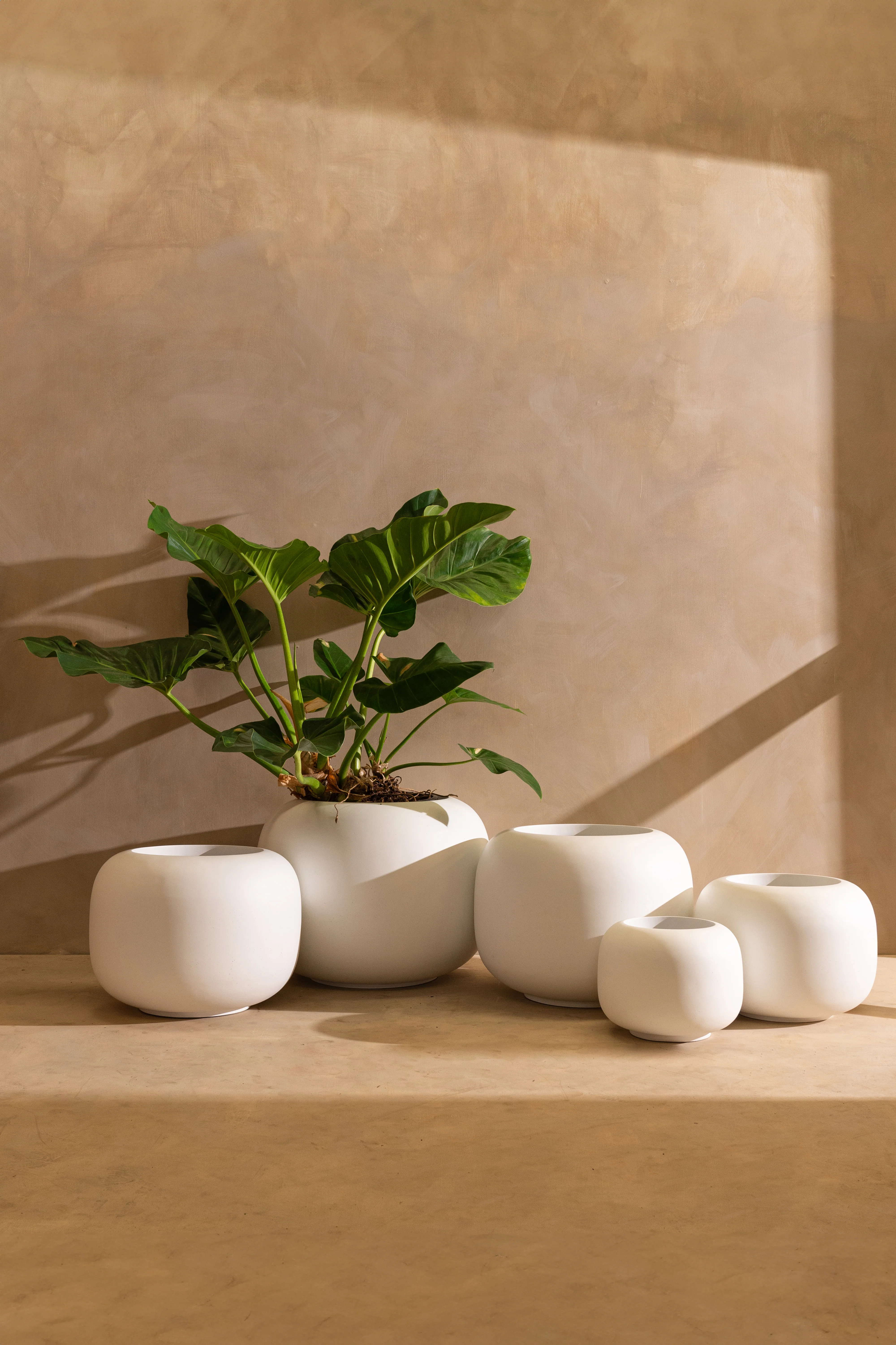 Correa Pot - Image 2