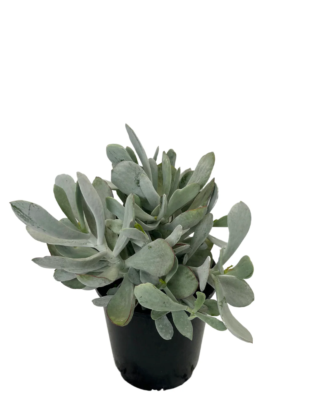 Cotyledon Orbiculata - Image 2