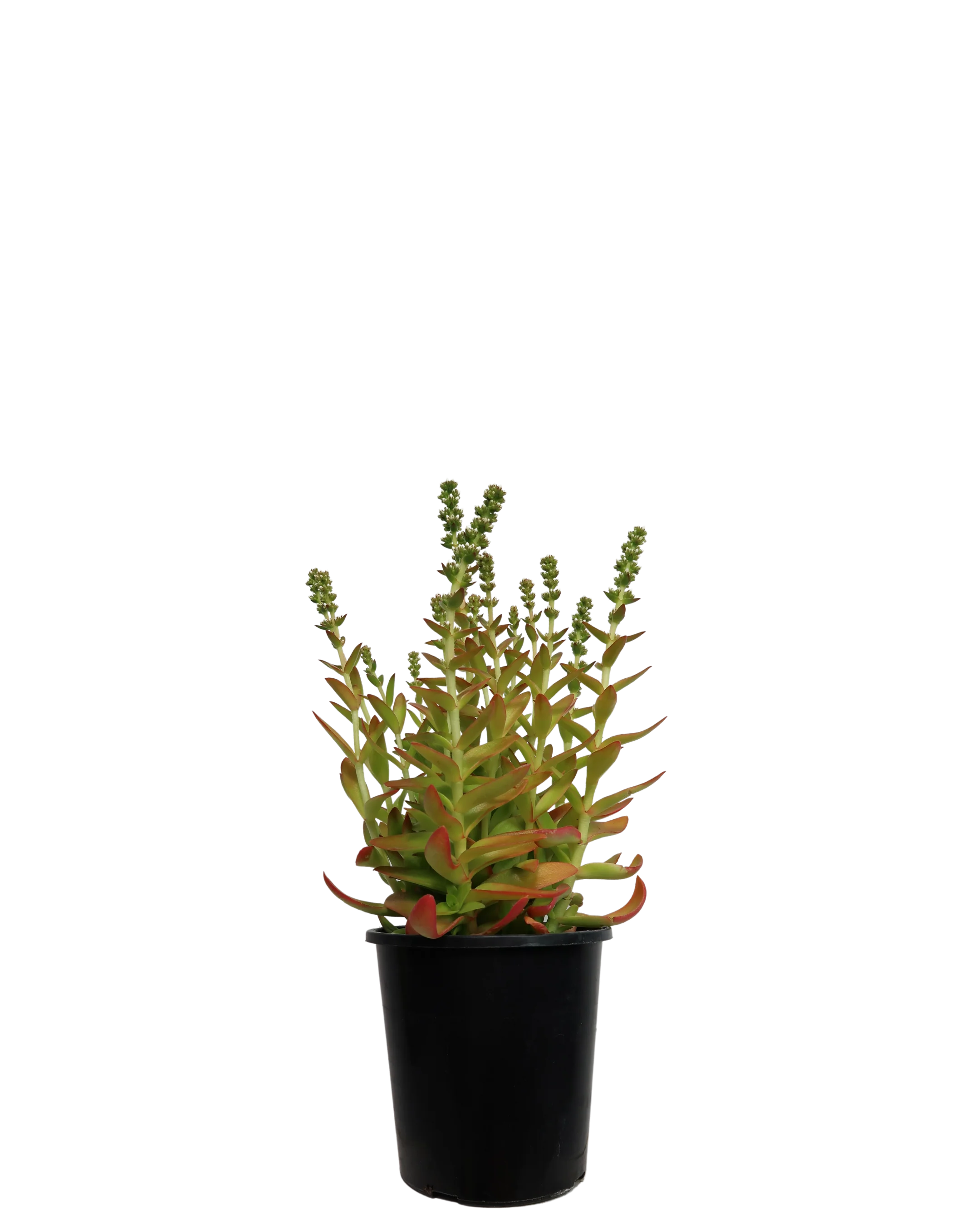 Crassula Campfire