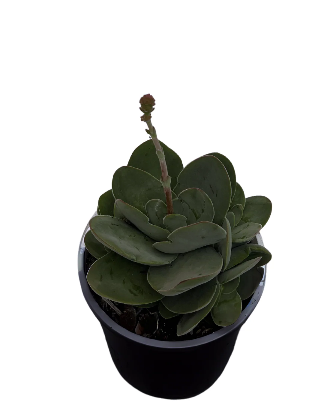 Crassula Dubia - Image 2