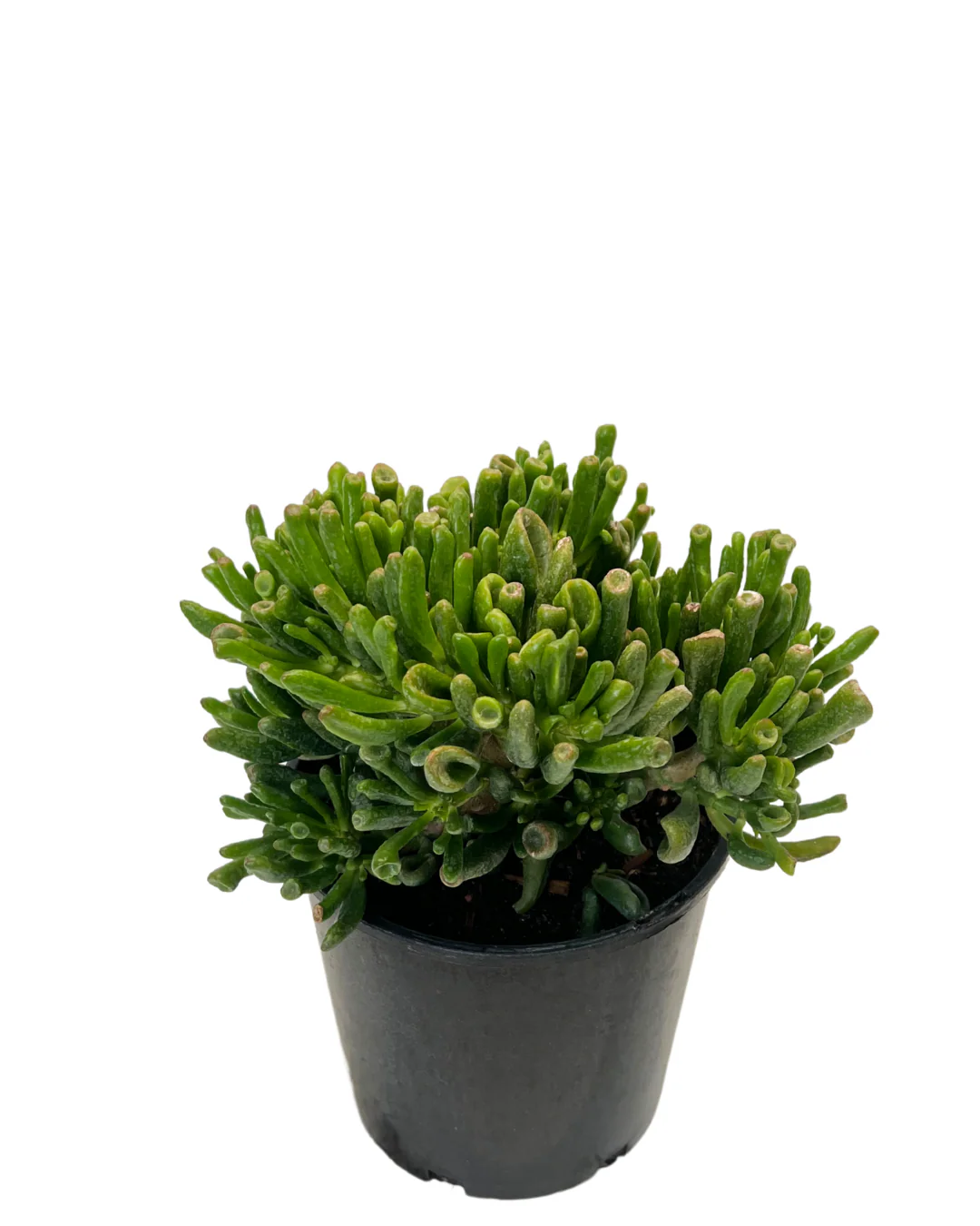Crassula Gollum - Image 2