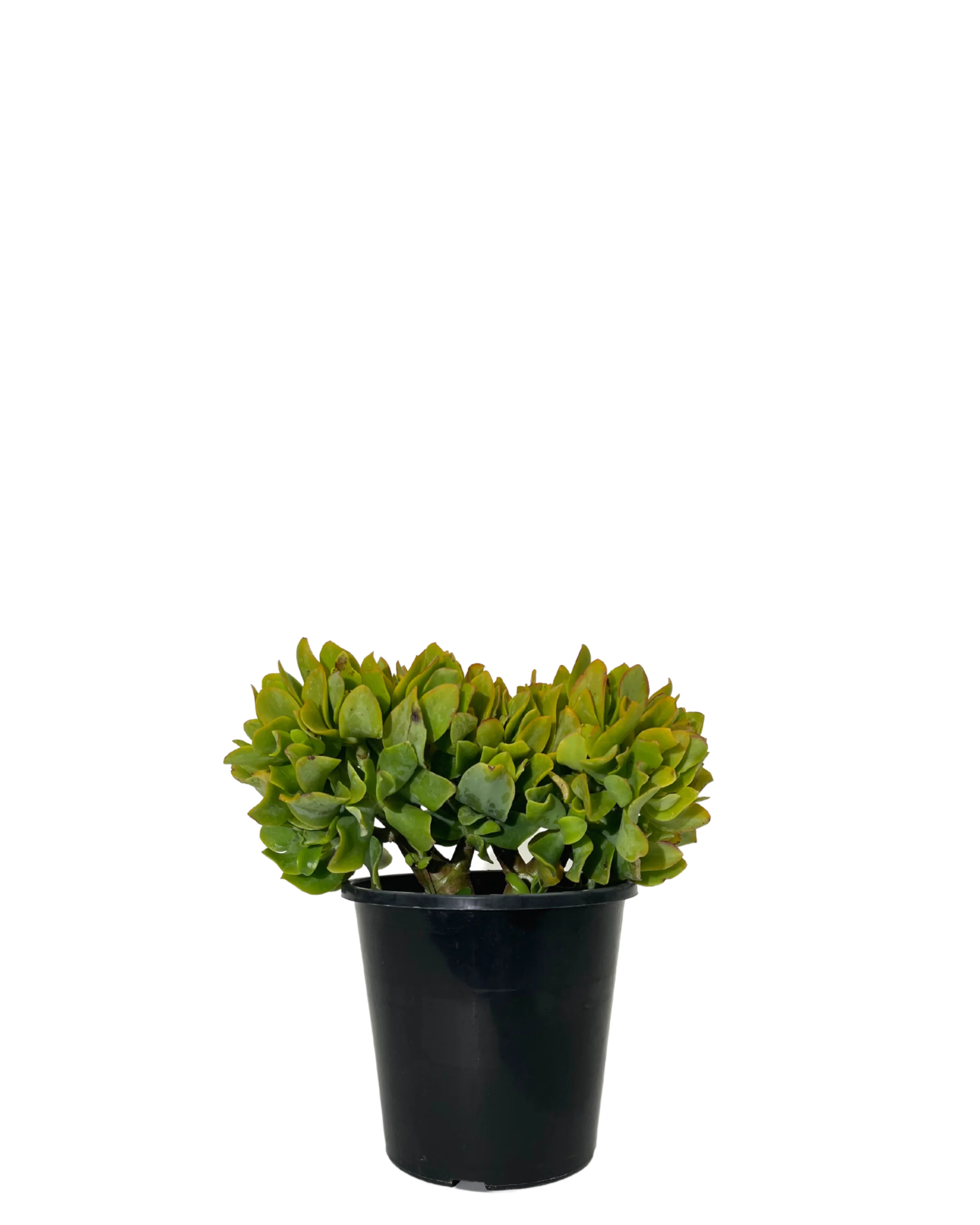 Crassula Jitters