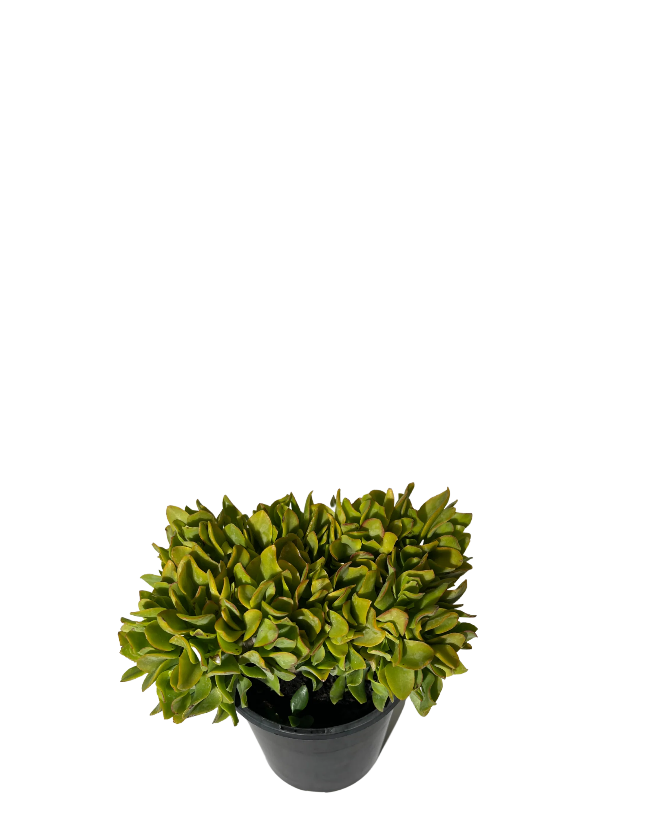 Crassula Jitters - Image 2