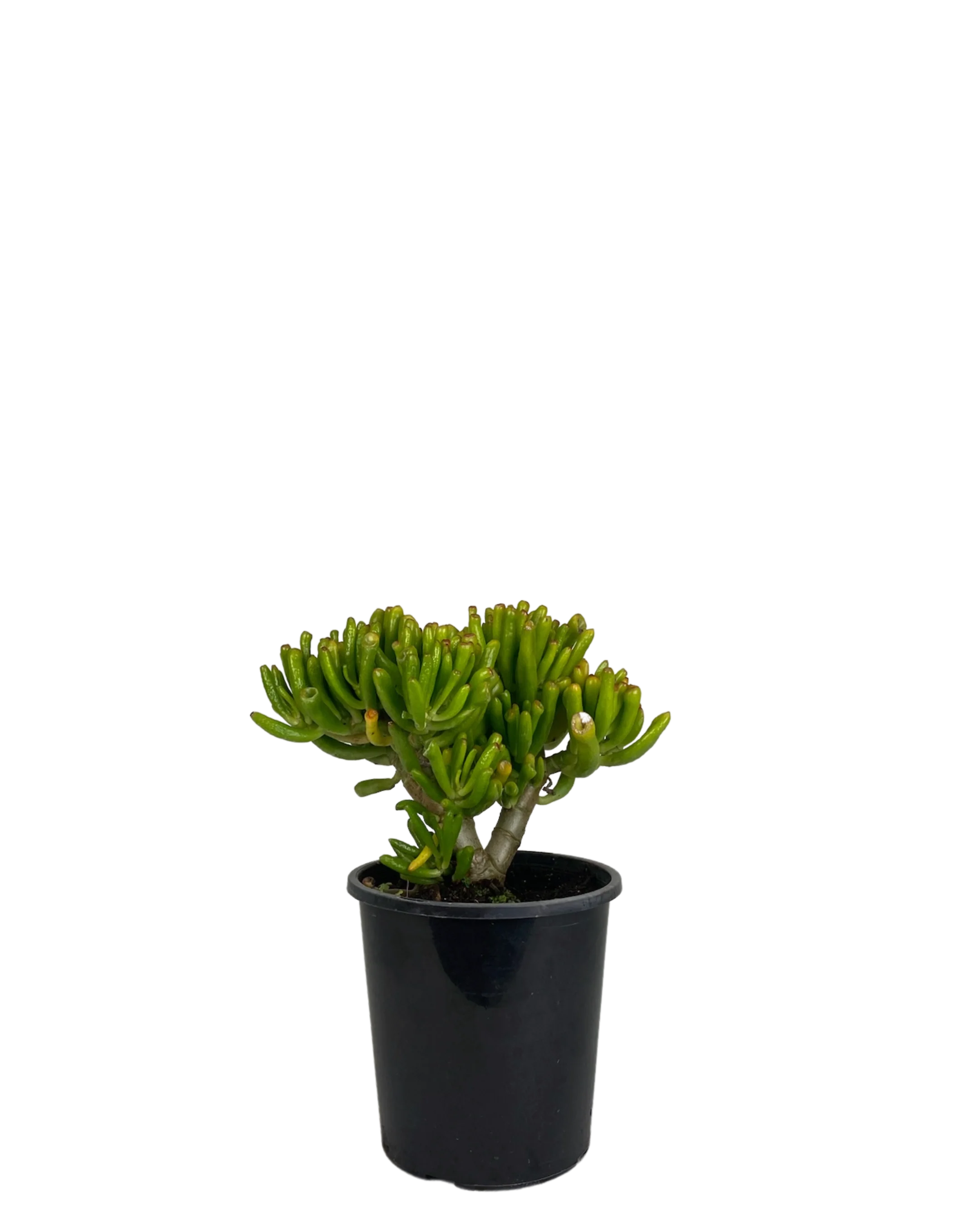 Crassula Ovata Gollum