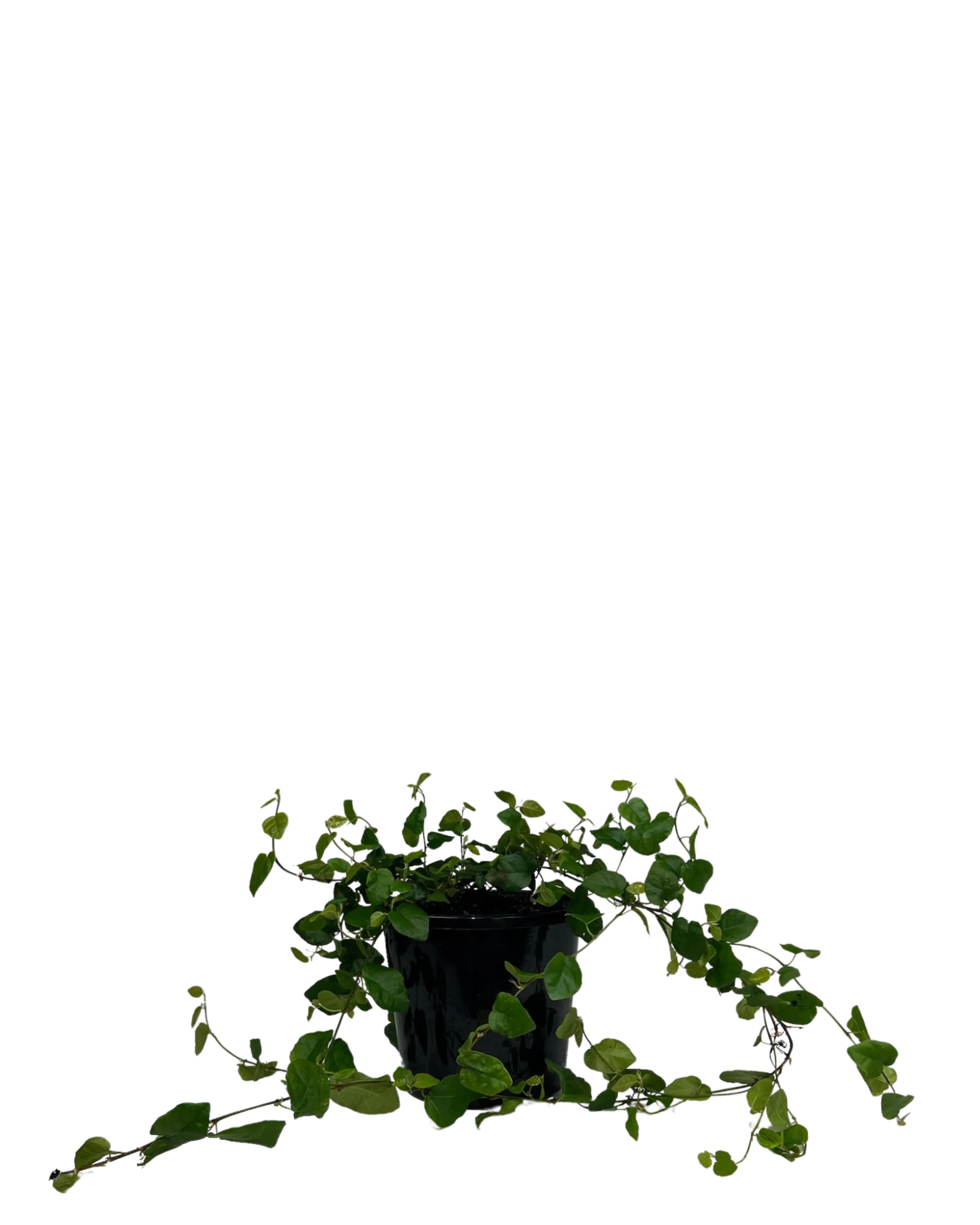 Ficus Pumila
