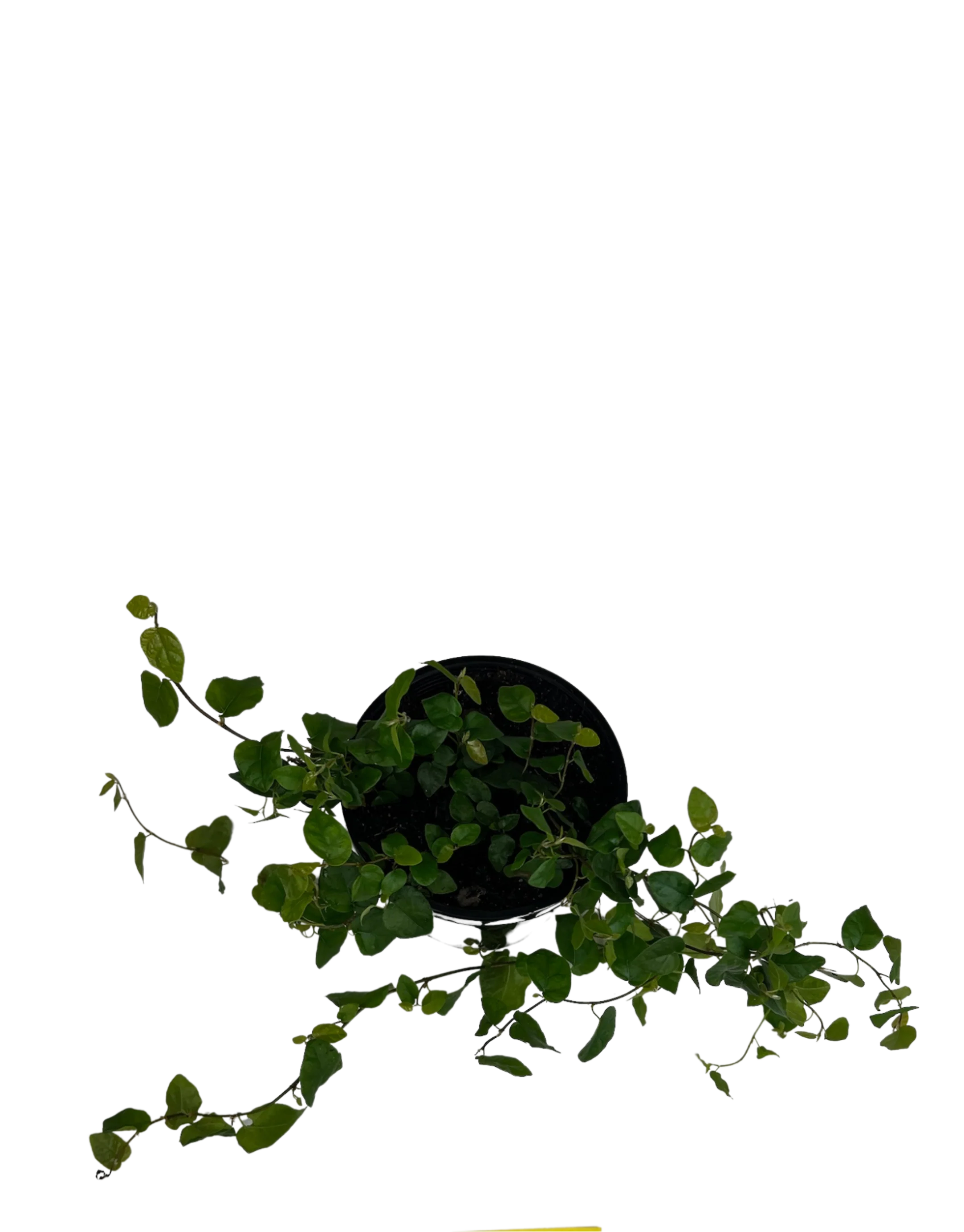 Ficus Pumila - Image 2