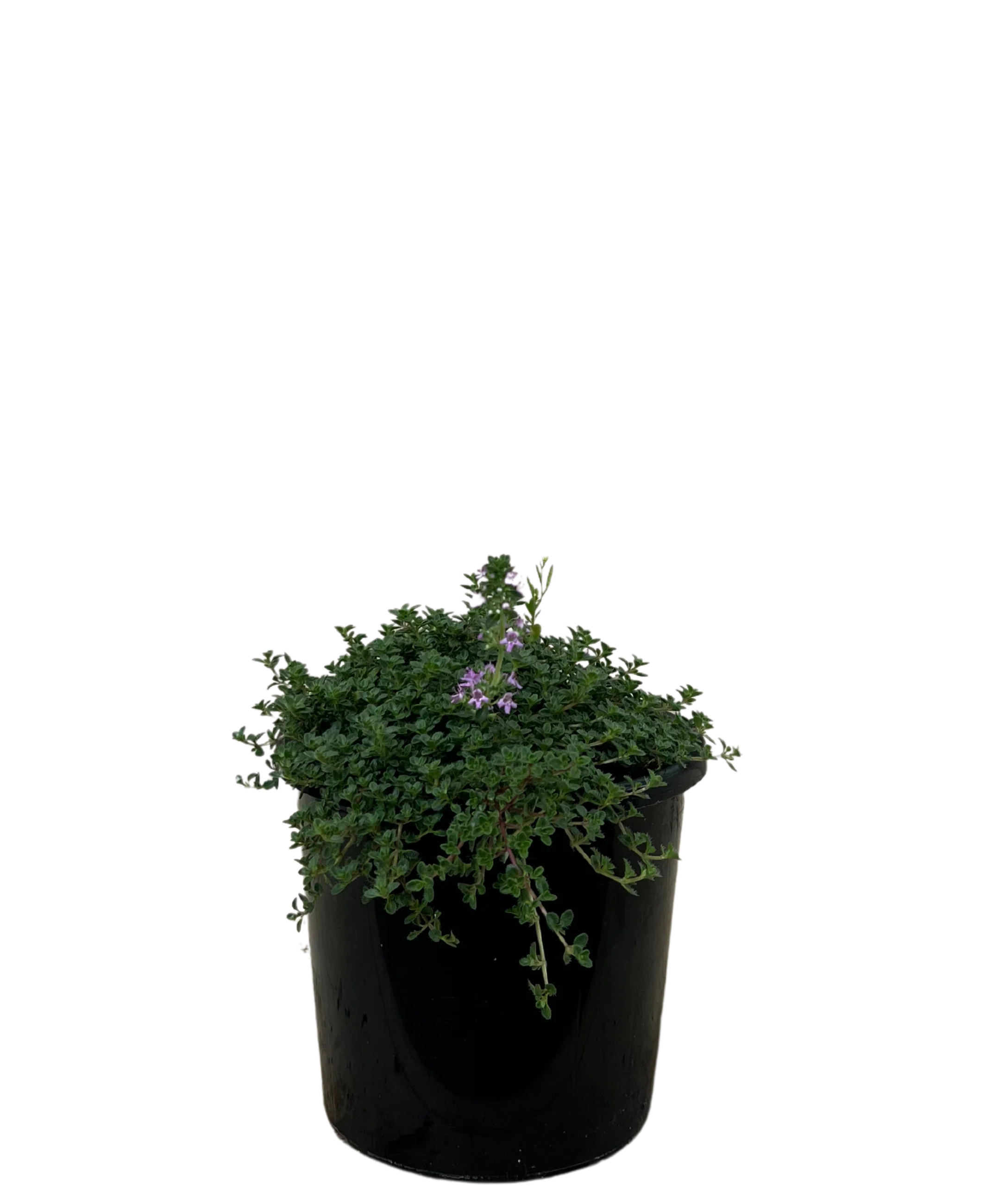 Creeping Thyme - Thymus Annie Hall