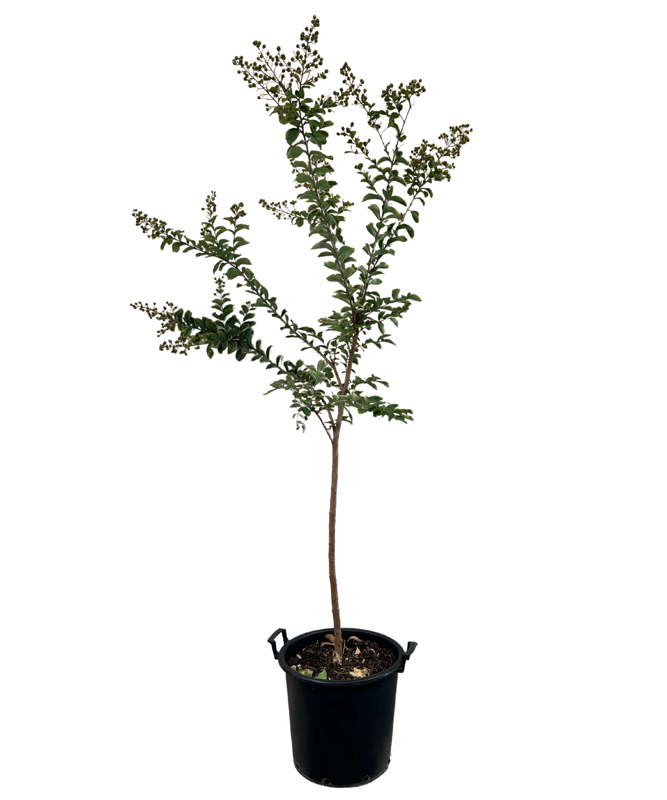 Lagerstroemia Comanche