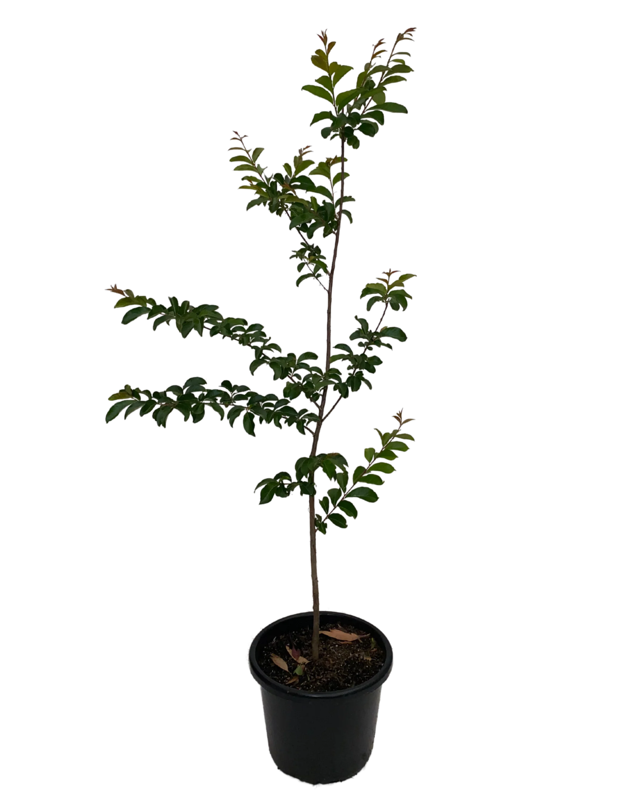Lagerstroemia Biloxi