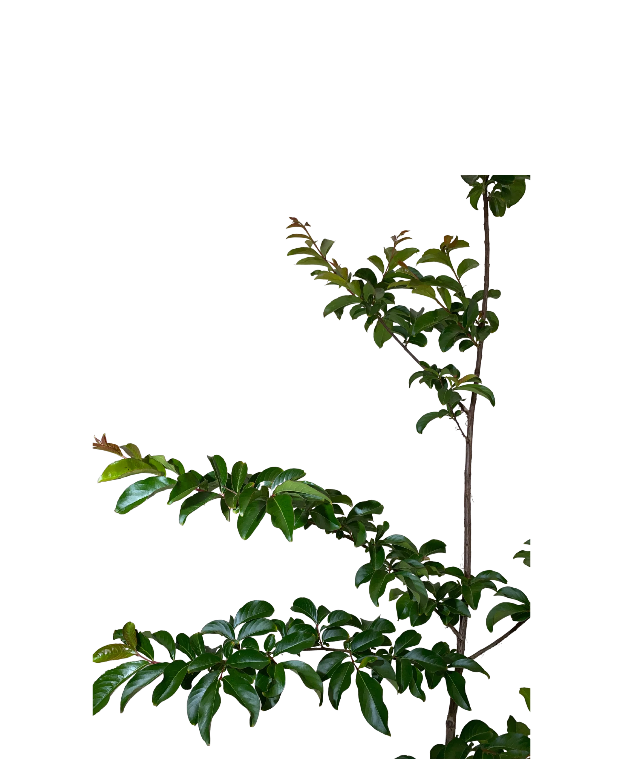 Lagerstroemia Biloxi - Image 2