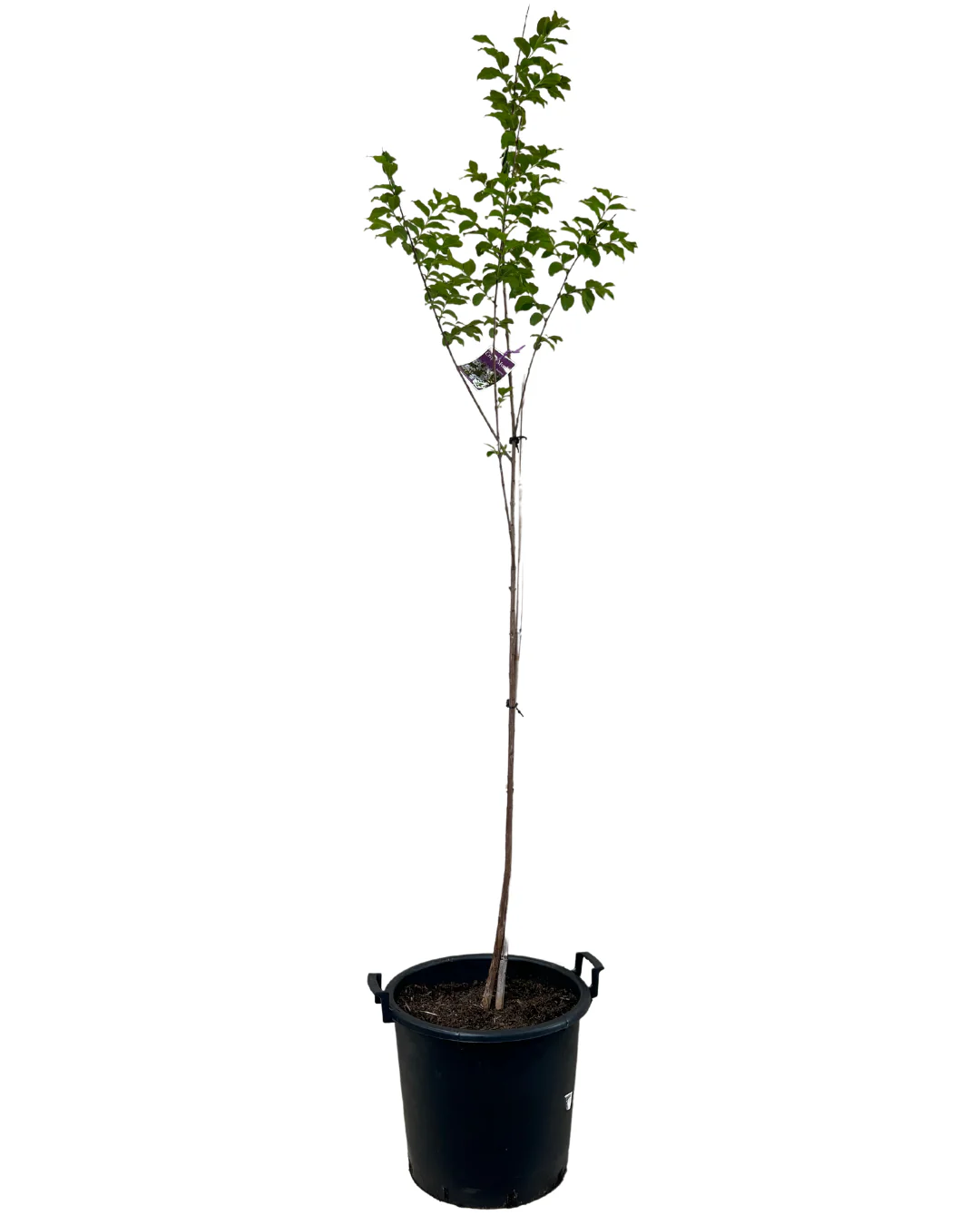 Lagerstroemia Natchez