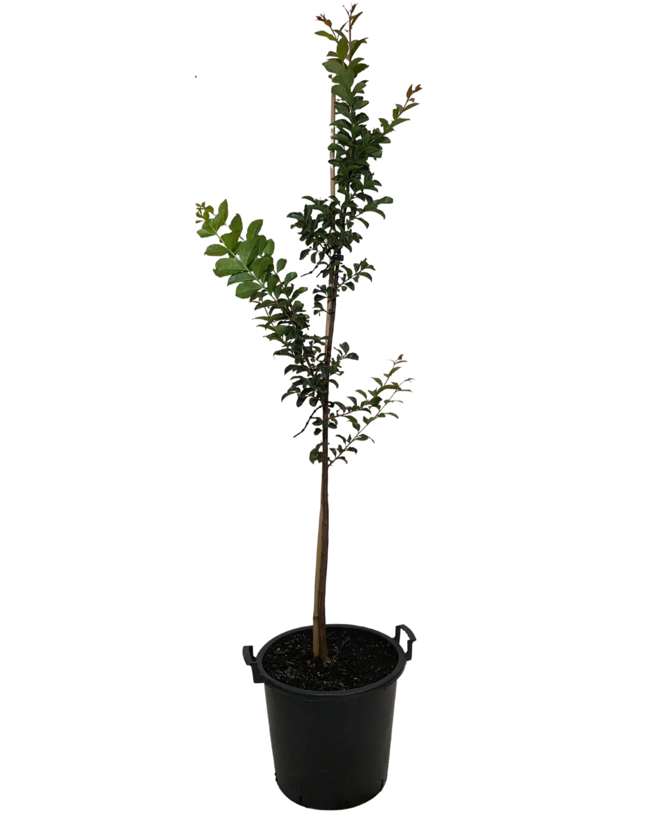 Lagerstroemia Tuscarora