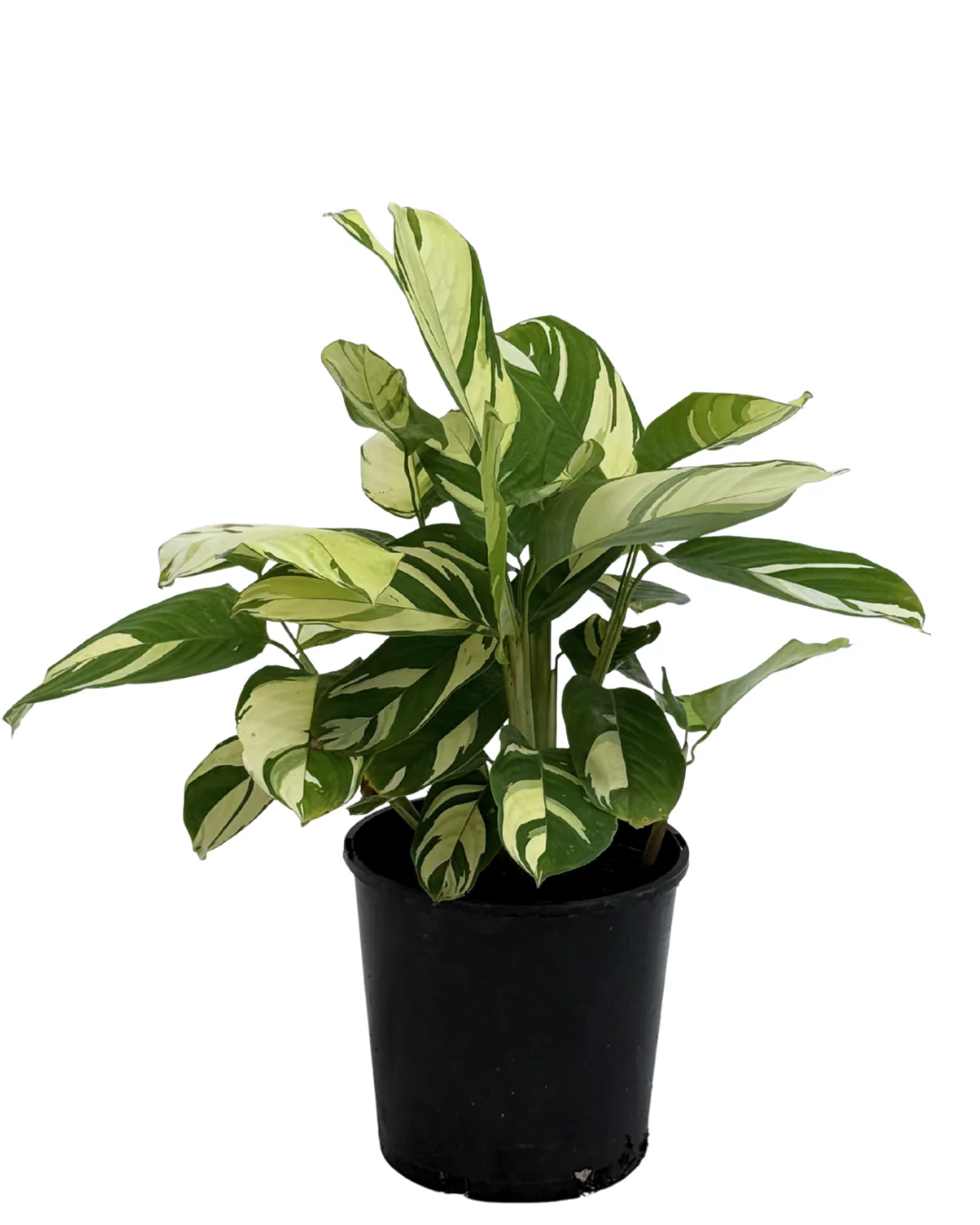 Ctenanthe Golden Mosaic