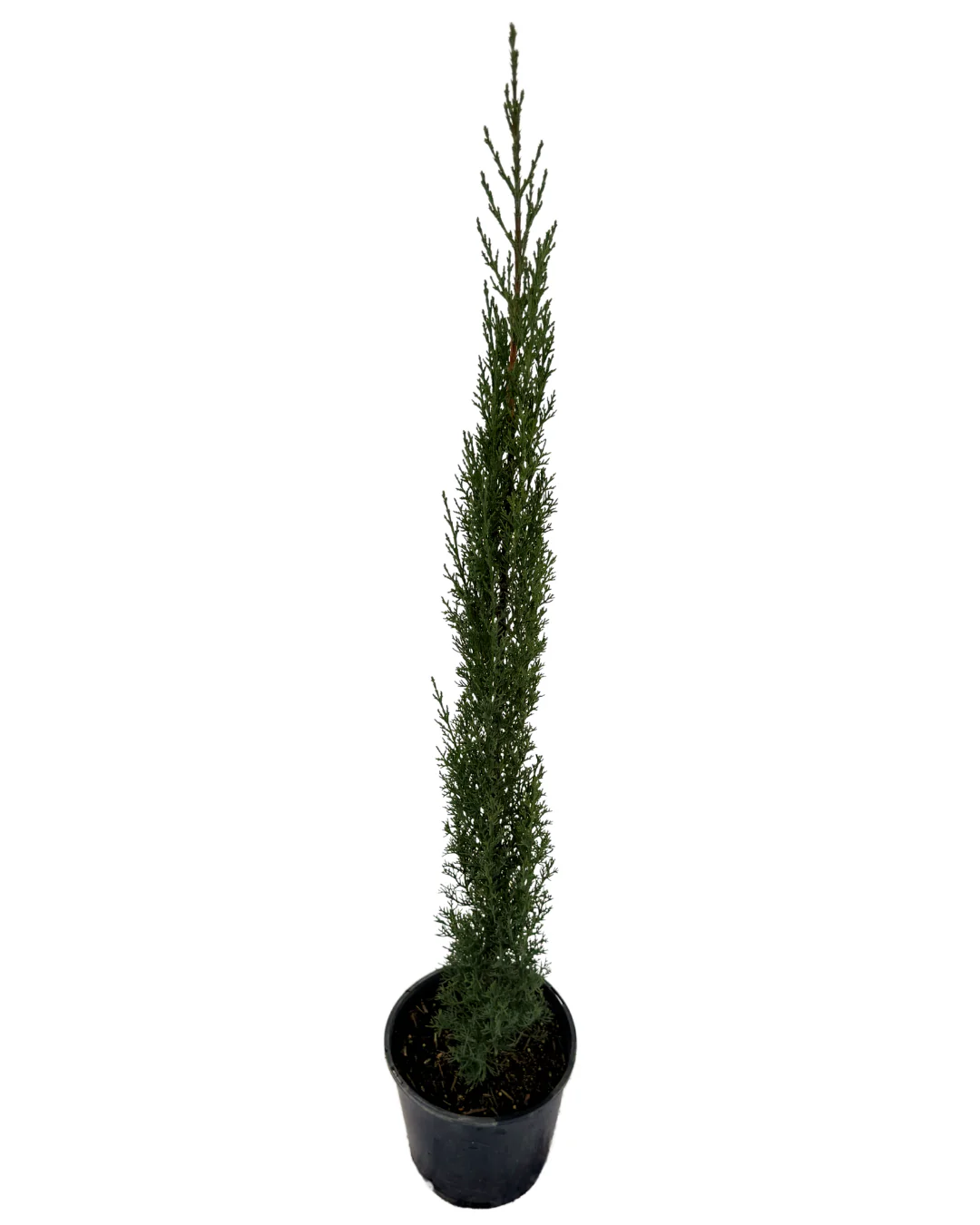 Cupressus Sempervirens Glauca - Image 2