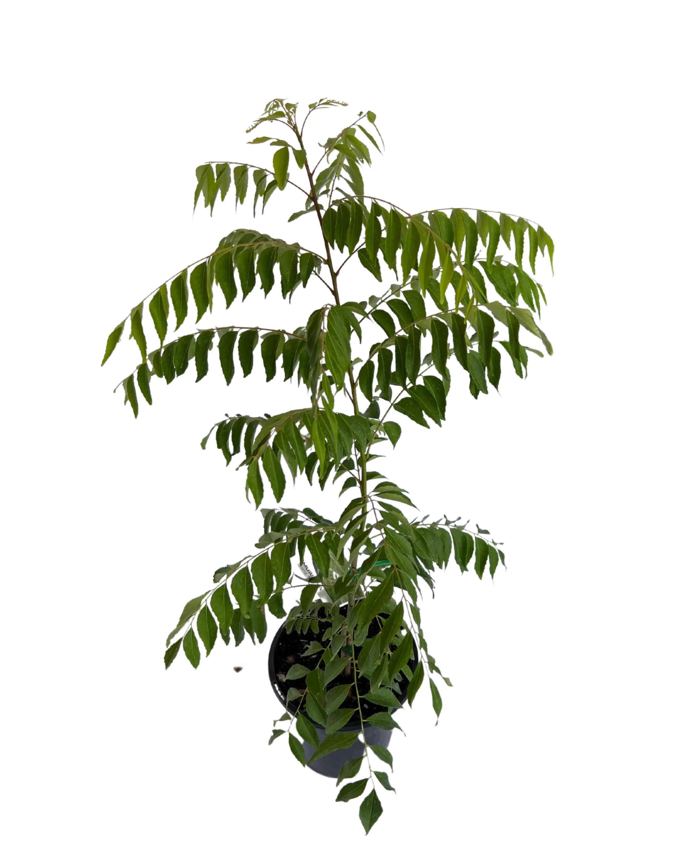 Curry Leaf - Murraya Koenigii - Image 2